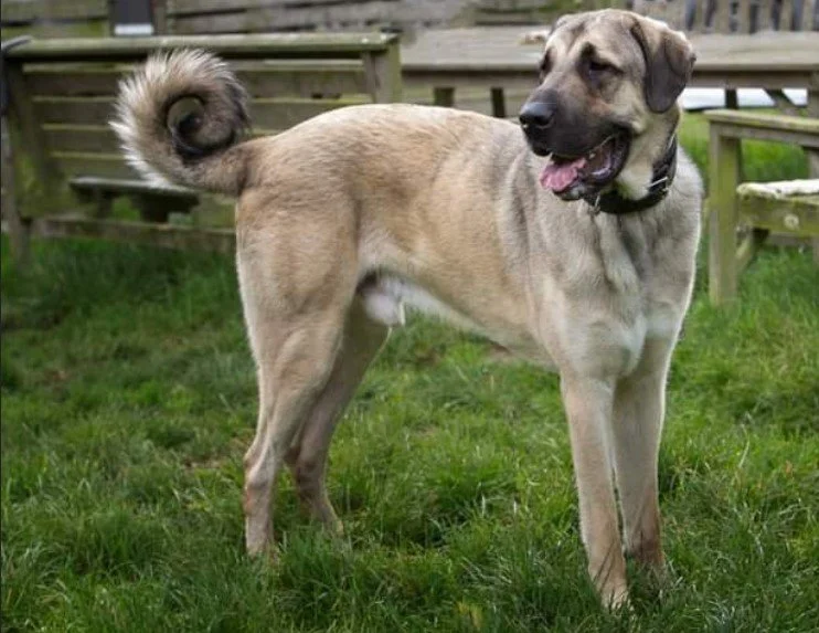 A large tan dog with a black mask on its face, standing on green grass near a wooden fence, with its tail curled upwards and mouth open.