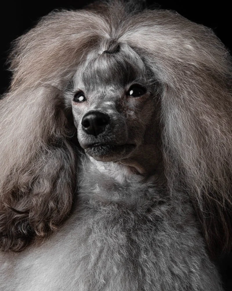 Portret van hond gemaakt in studio Zoetemeer