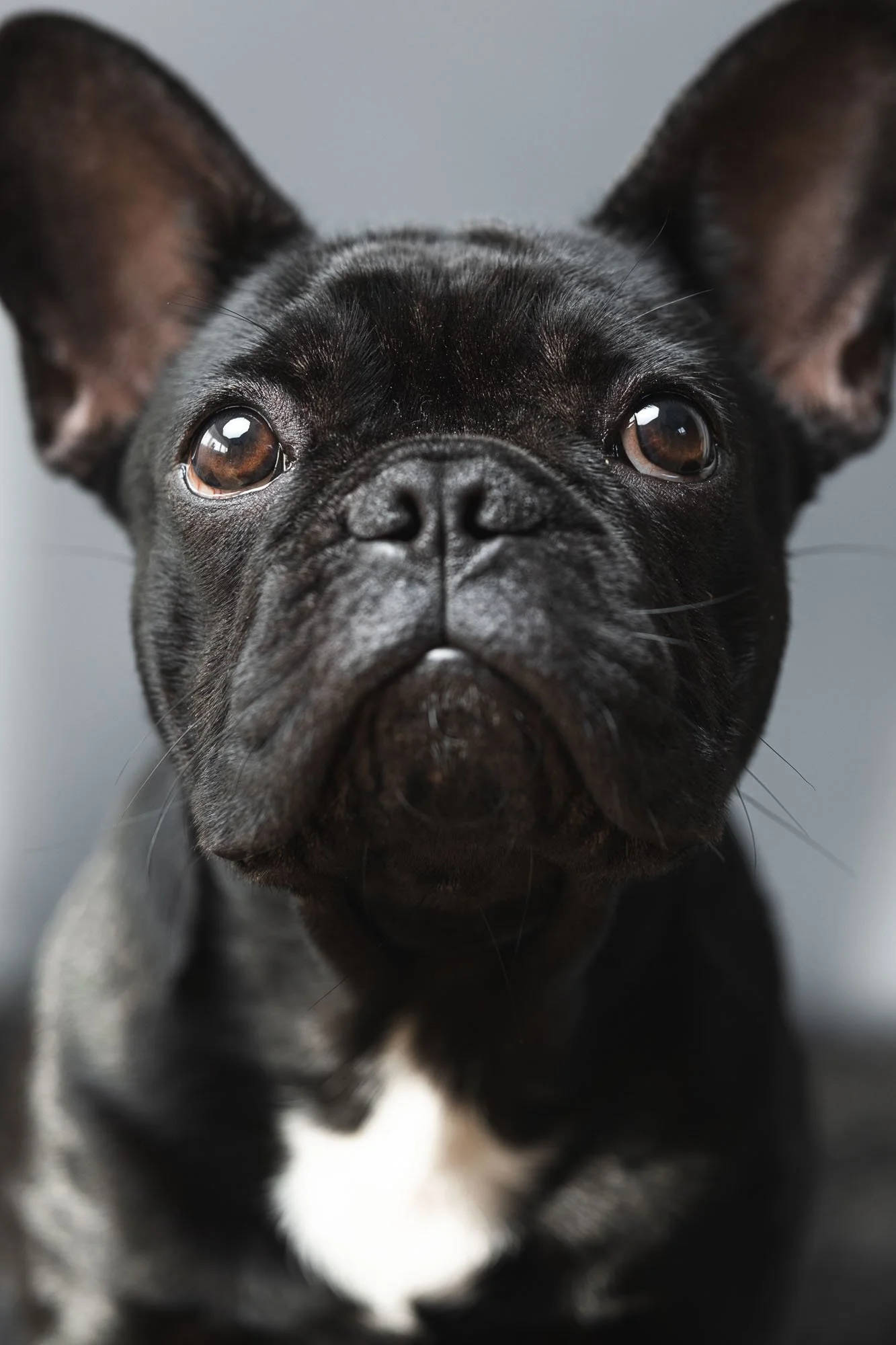 Zwart-wit studioportret van hond uit Rotterdam, Capelle aan den IJssel en Nieuwerkerk – tijdloos en krachtig