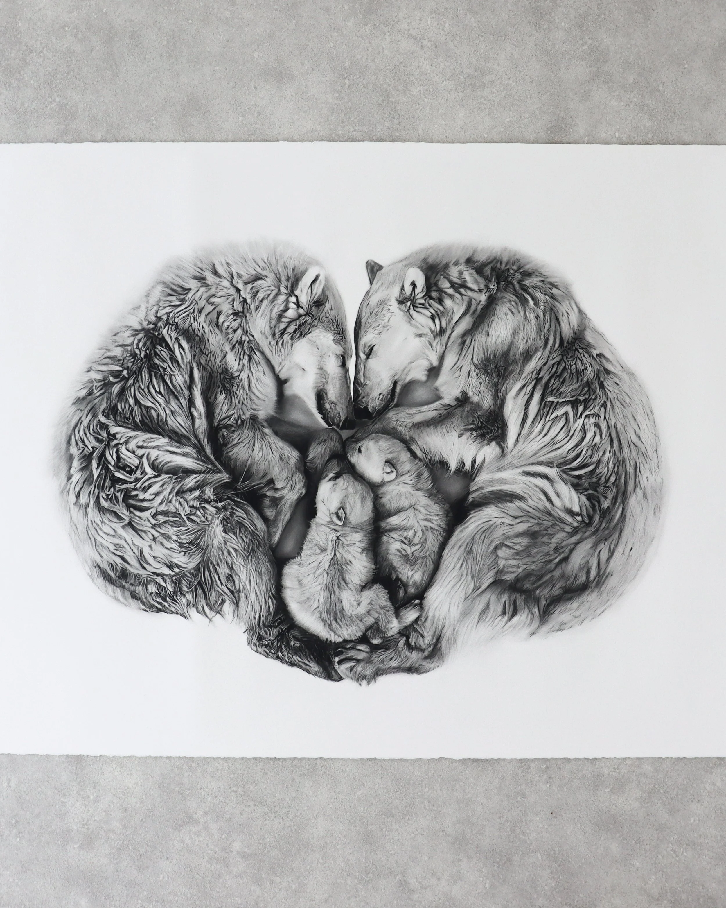 Refuge charcoal drawing by Rob Harris Art with polar bears forming a sheltered composition
