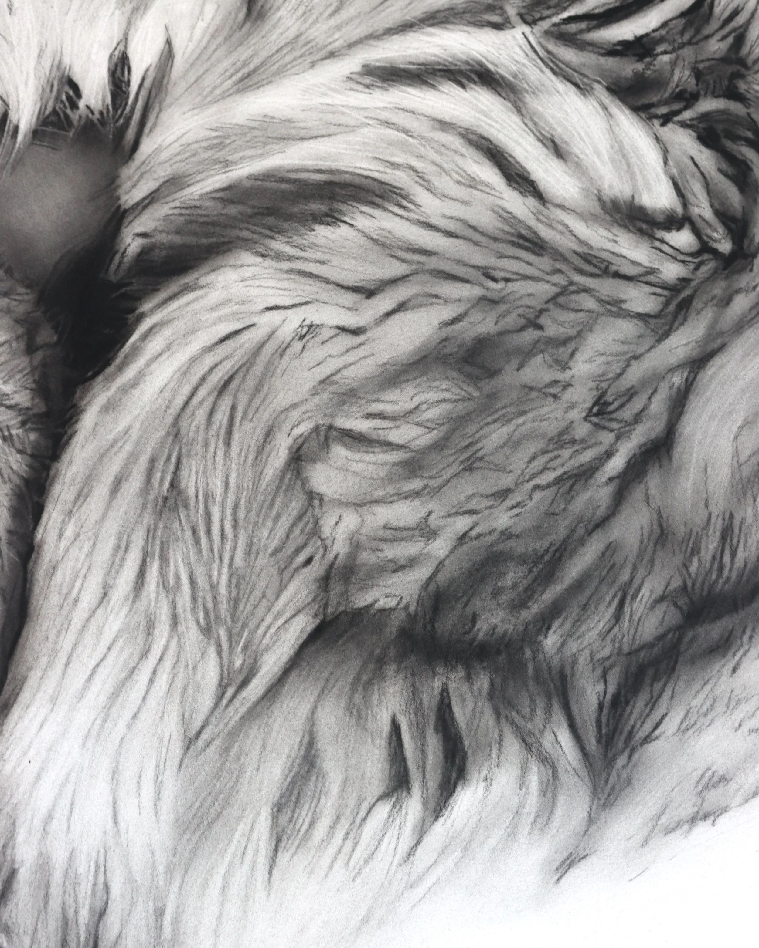 Close-up of polar bear fur, texture and charcoal marks in Rob Harris’s Refuge