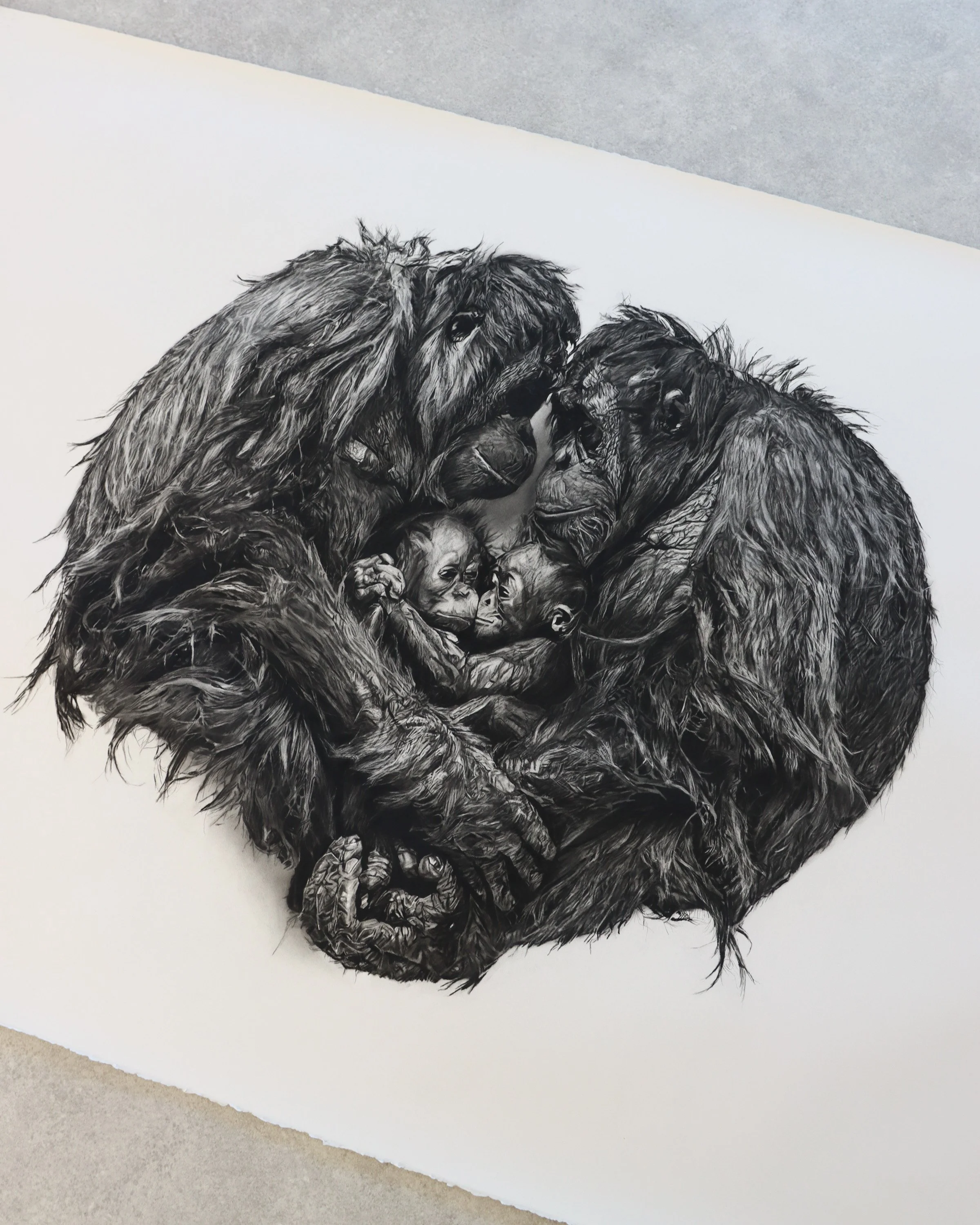 Close view of Within, a sculptural charcoal drawing of orangutans by Rob Harris Art
