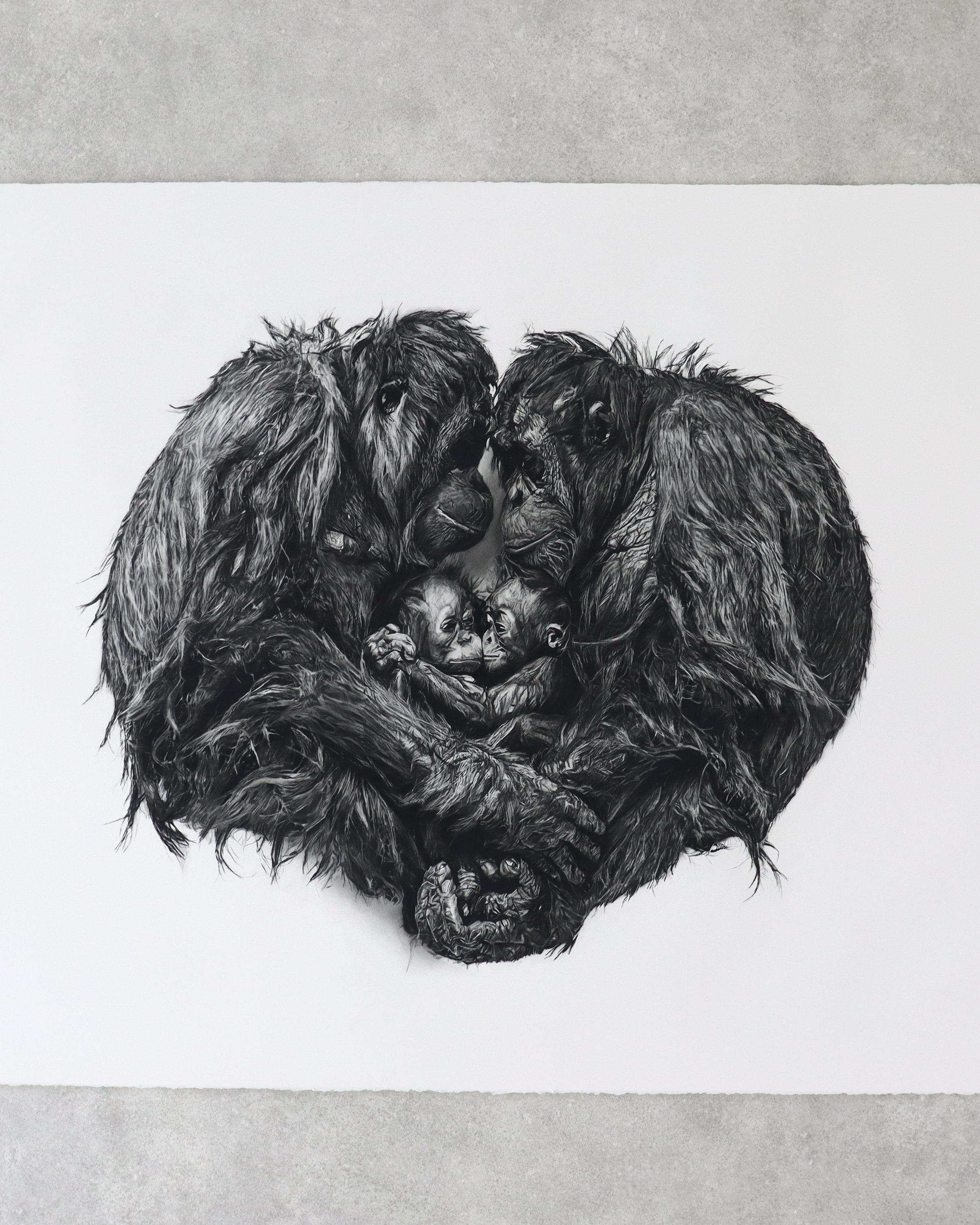 A charcoal drawing by Rob Harris Art of orangutans gathered closely around their young