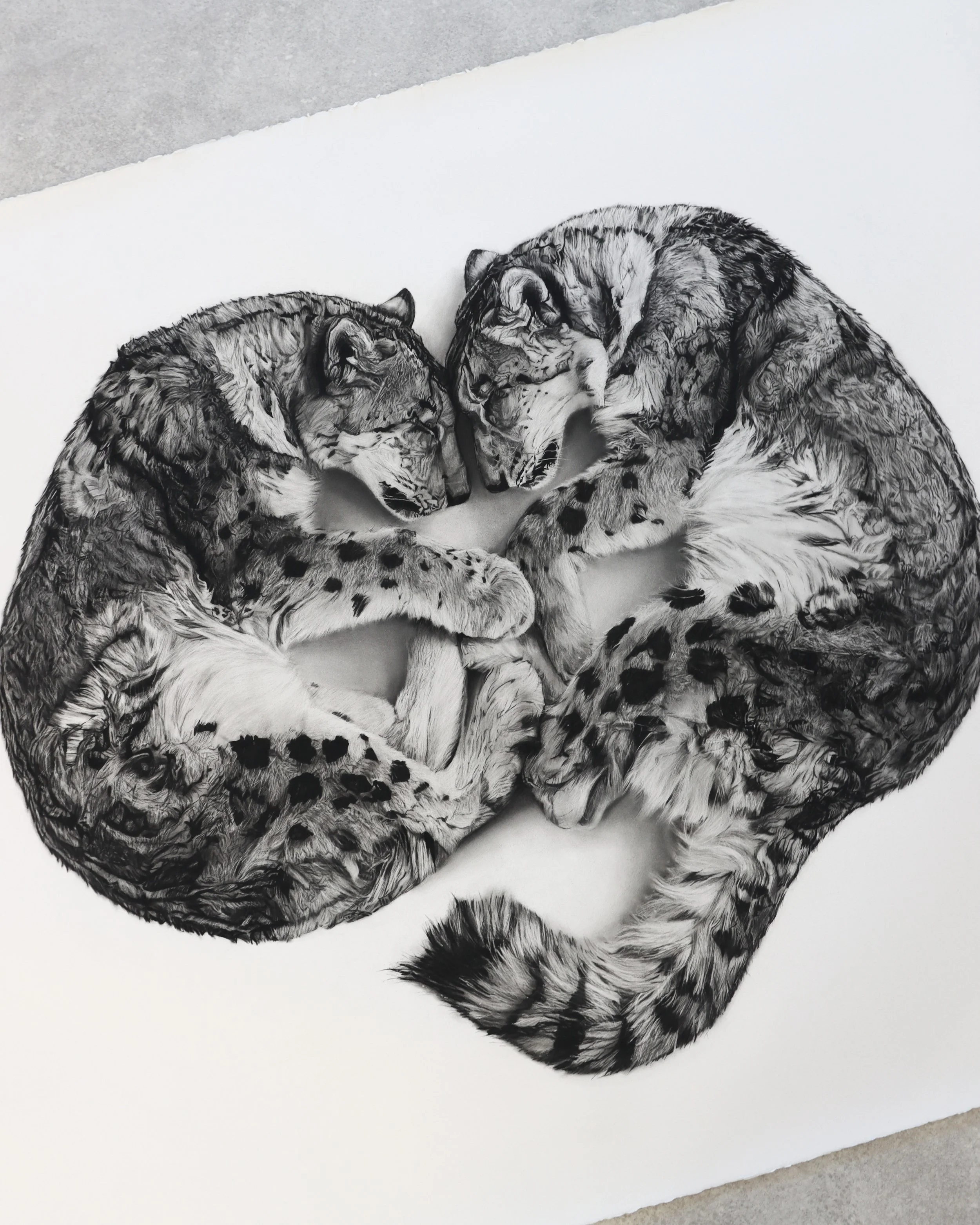 Angled view of Ghosts, a sculptural charcoal drawing of two snow leopards by Rob Harris