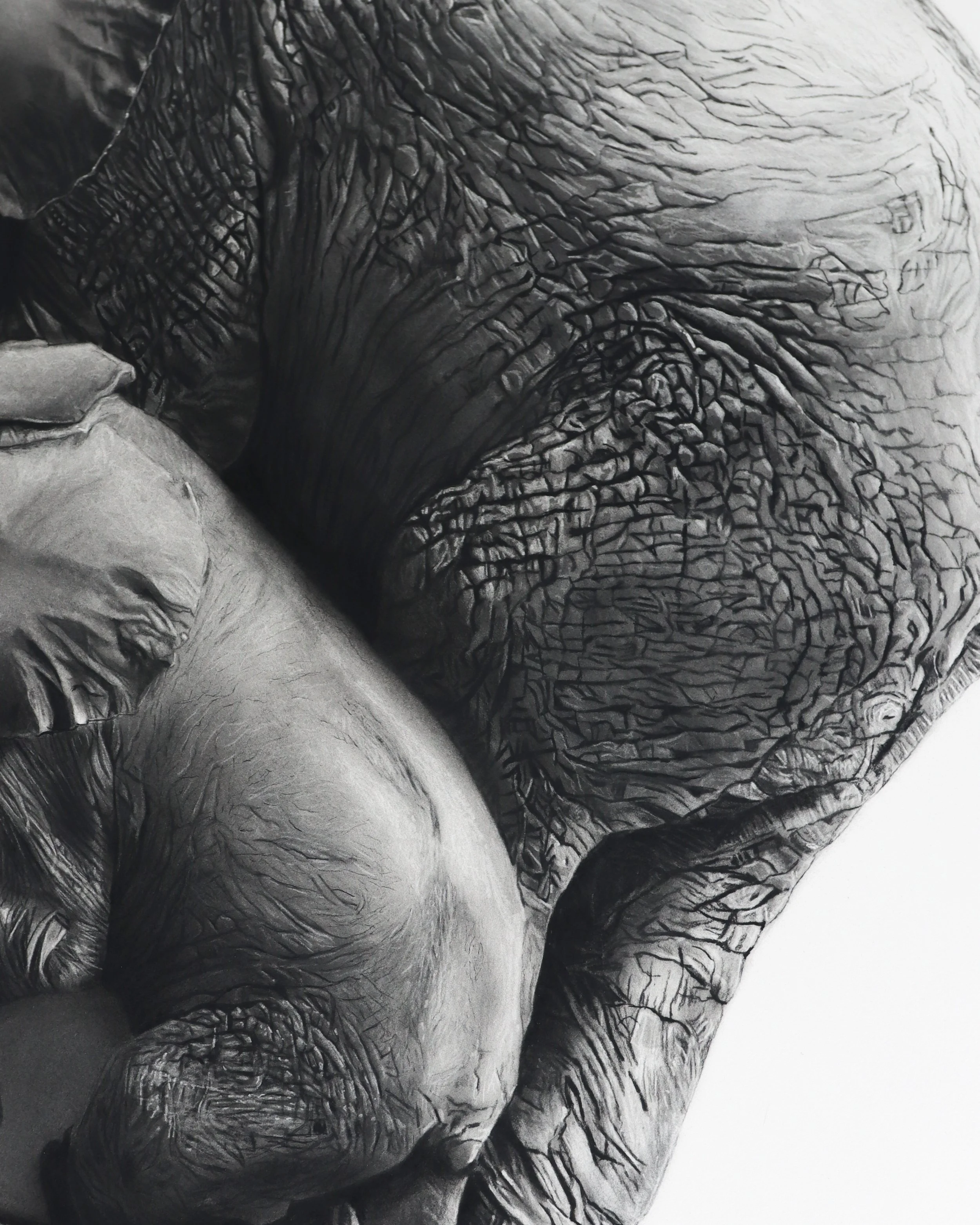 Close-up of elephant skin, texture and charcoal marks in Rob Harris’s Lineage