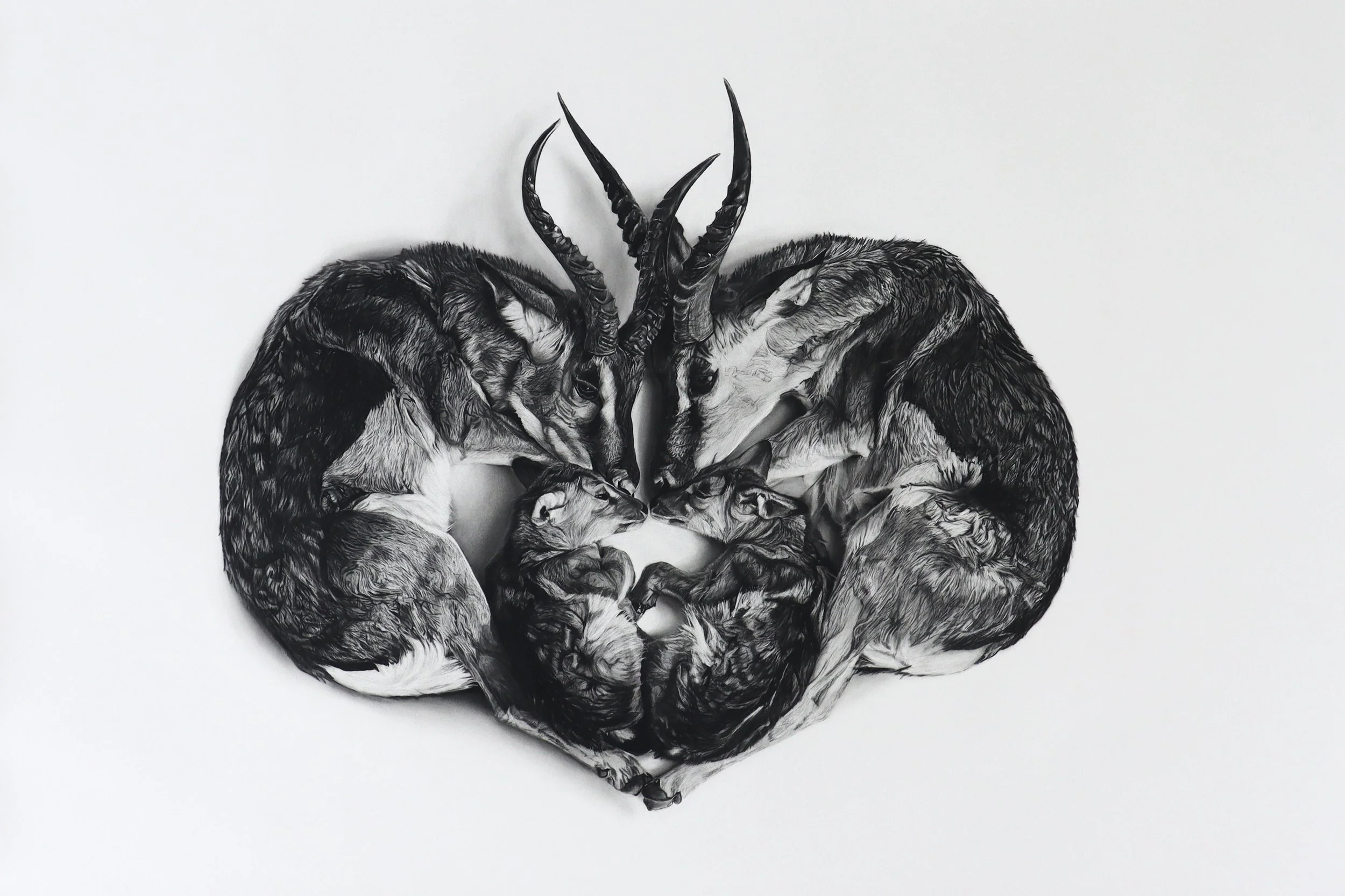 Vigil, a charcoal drawing by Rob Harris of two adult springboks protecting their young