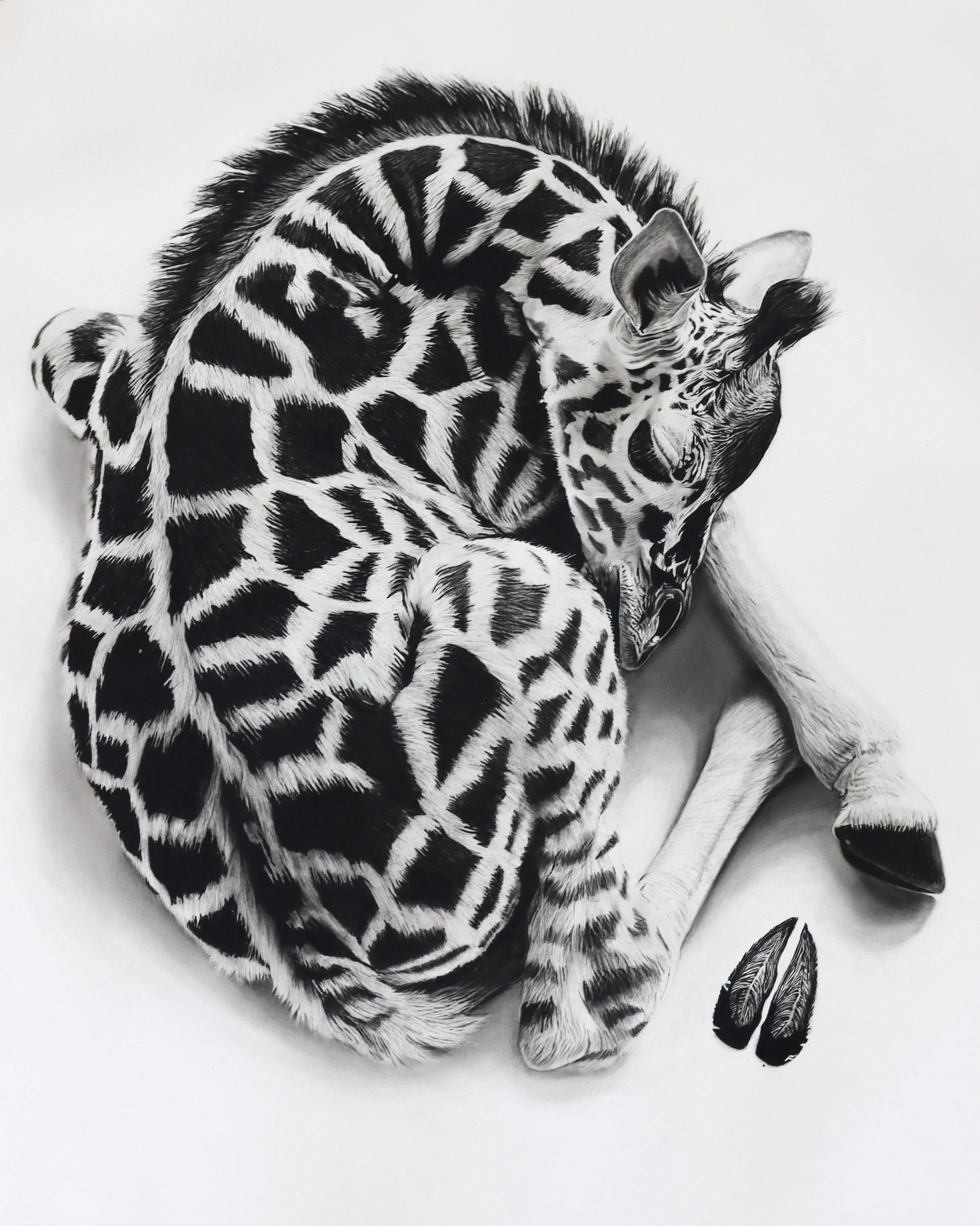 rob-harris-art-story-charcoal-baby-paws-mid.jpg