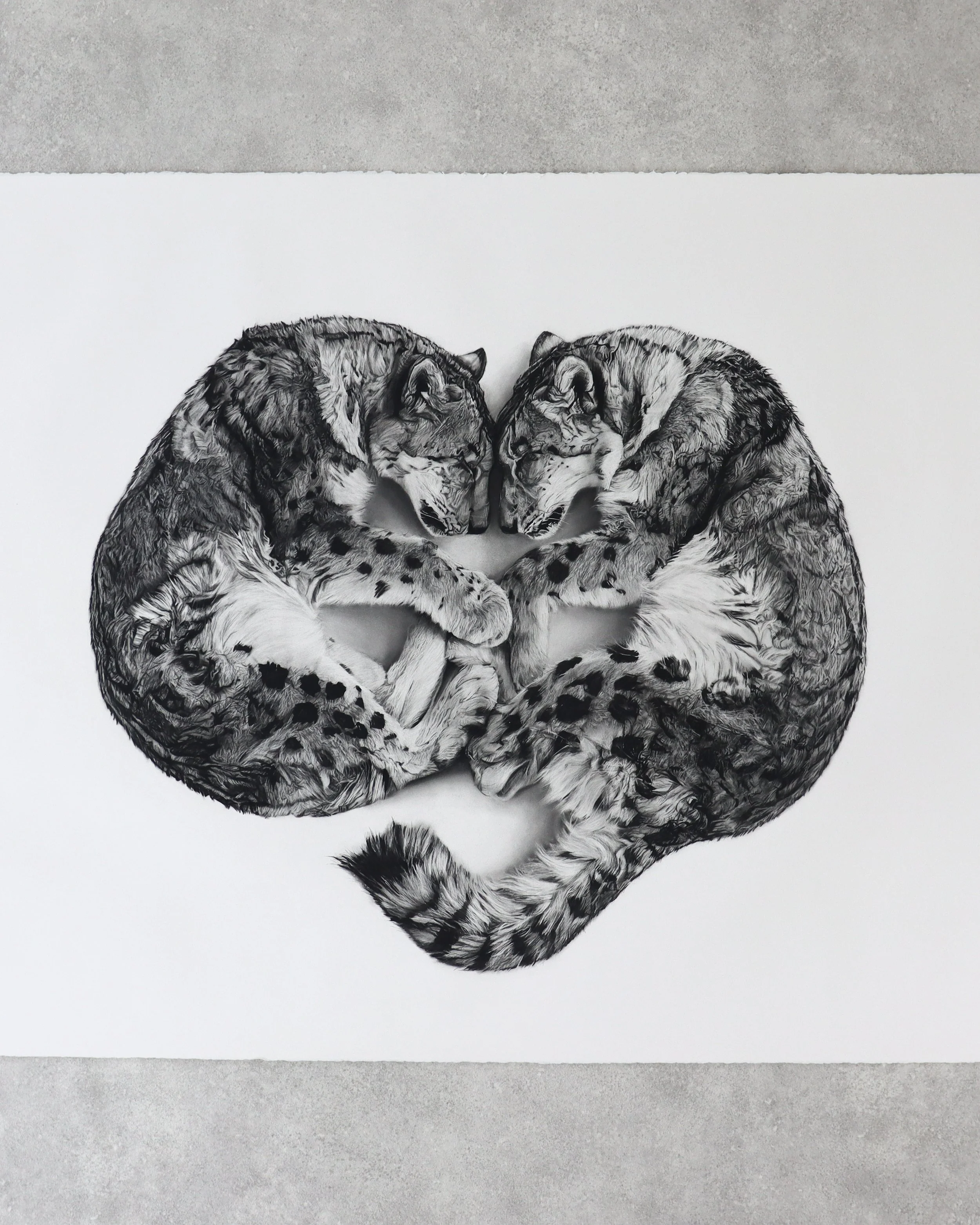 Charcoal drawing by Rob Harris Art of two snow leopards forming a quiet symmetrical composition