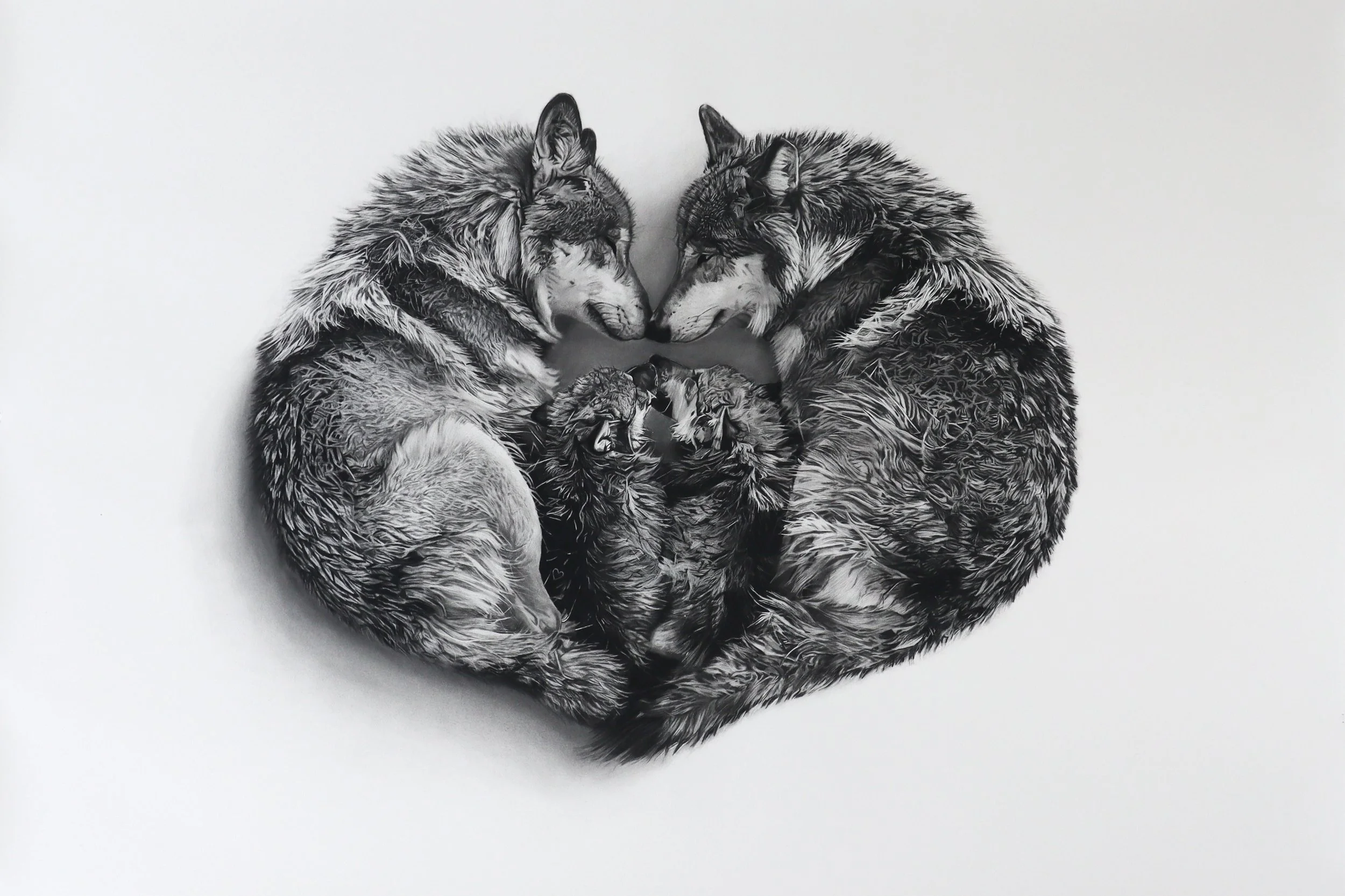 Sanctum, a charcoal drawing by Rob Harris of wolves gathered around their young