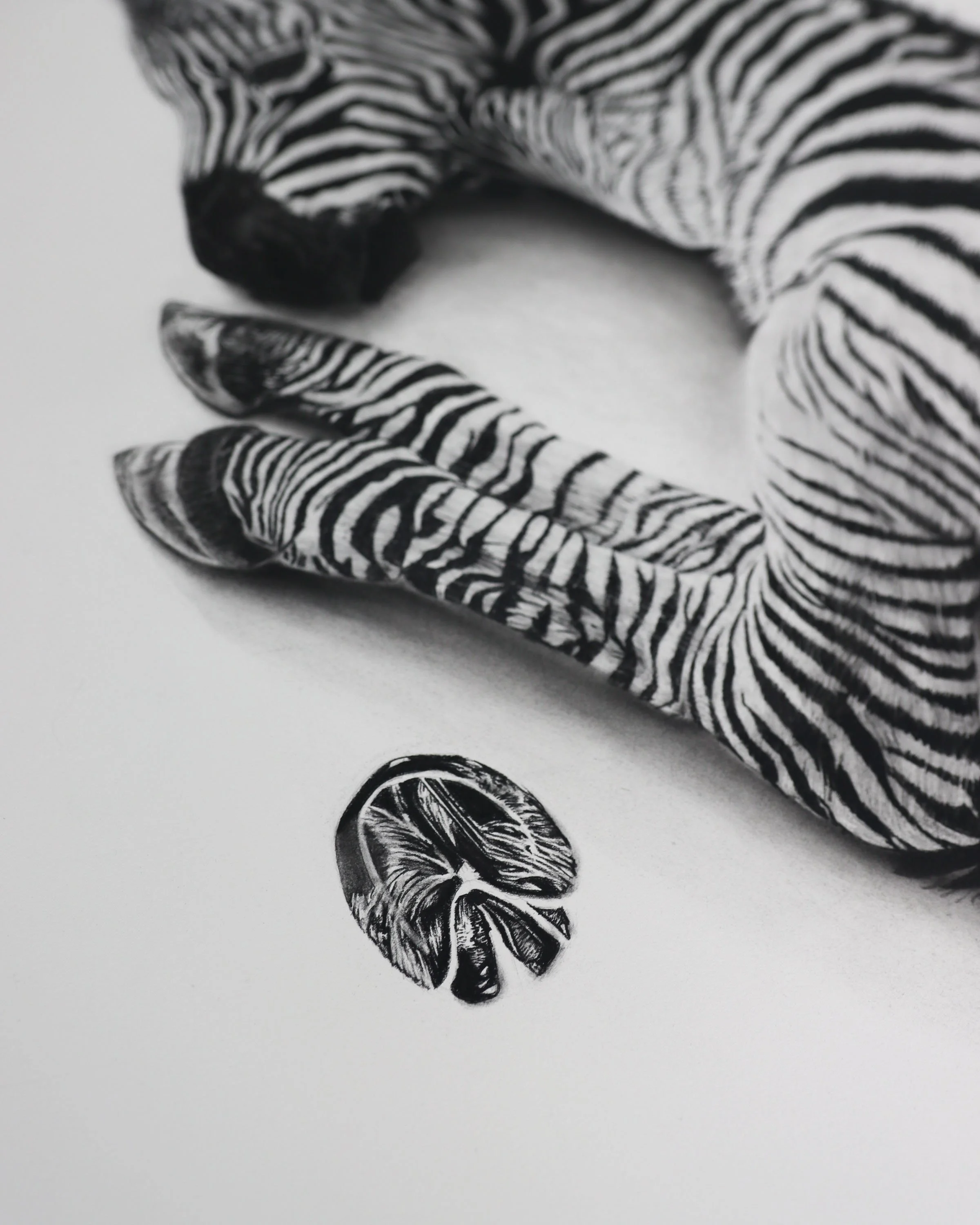 Zebra paw twojpg.jpg