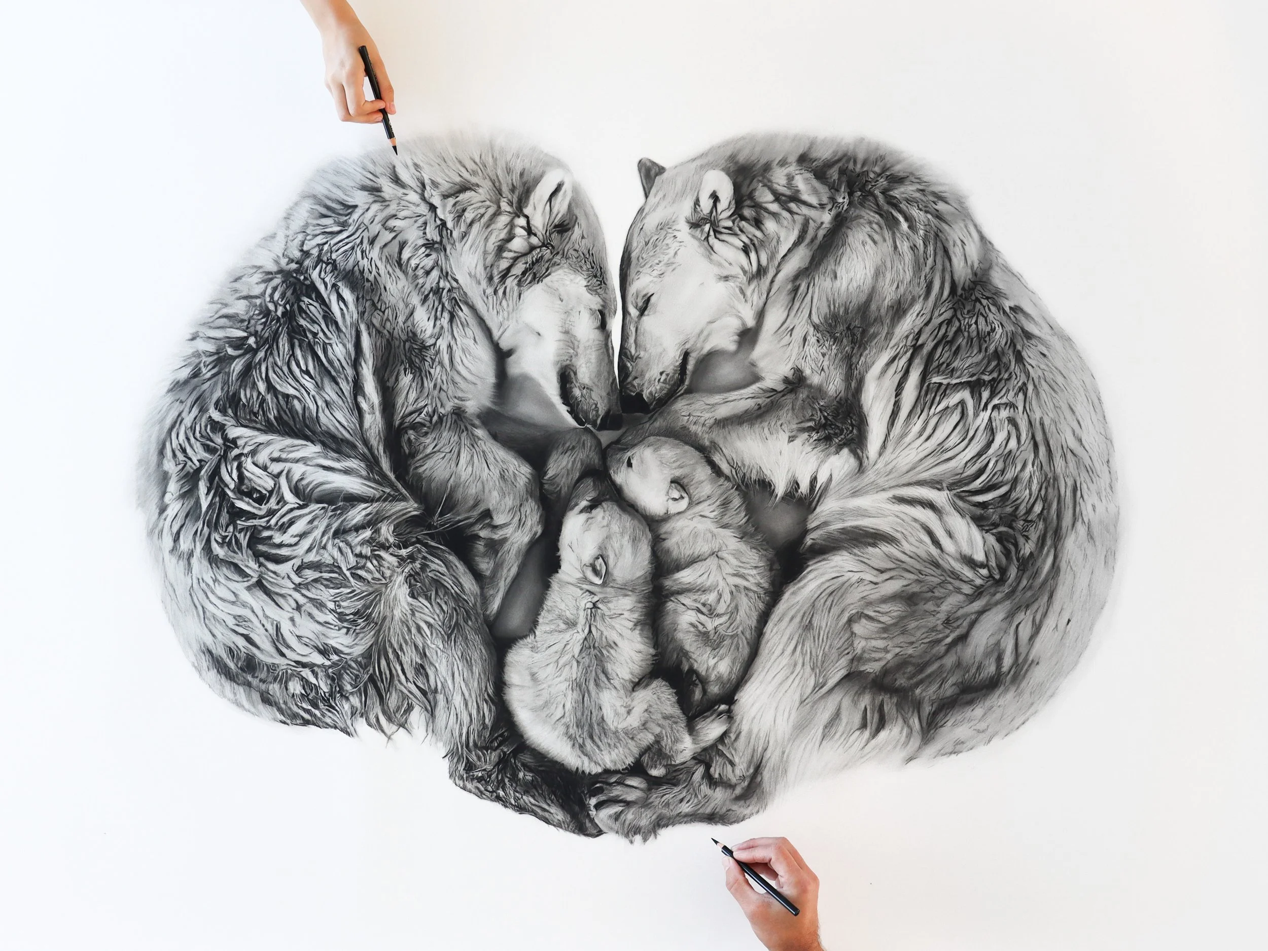 Limited edition of Refuge charcoal artwork by Rob Harris Art