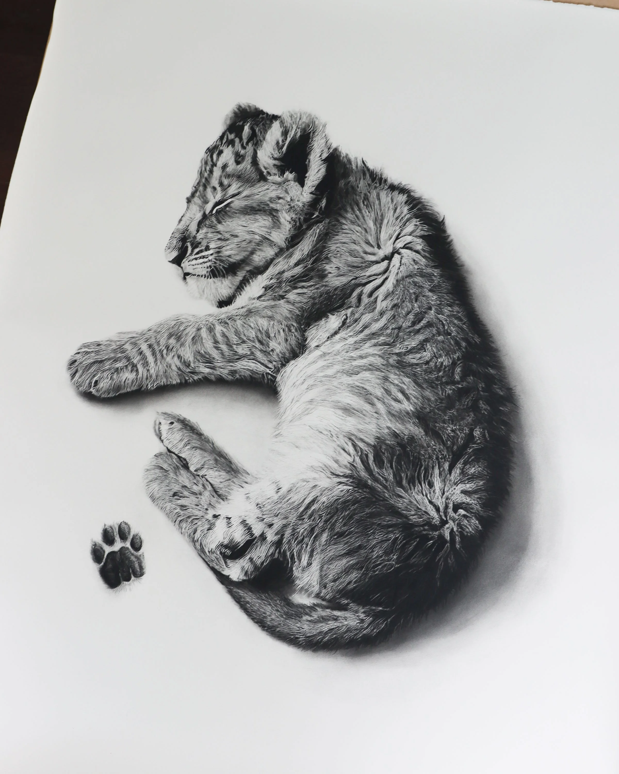 Baby Paws Lion angle.jpg