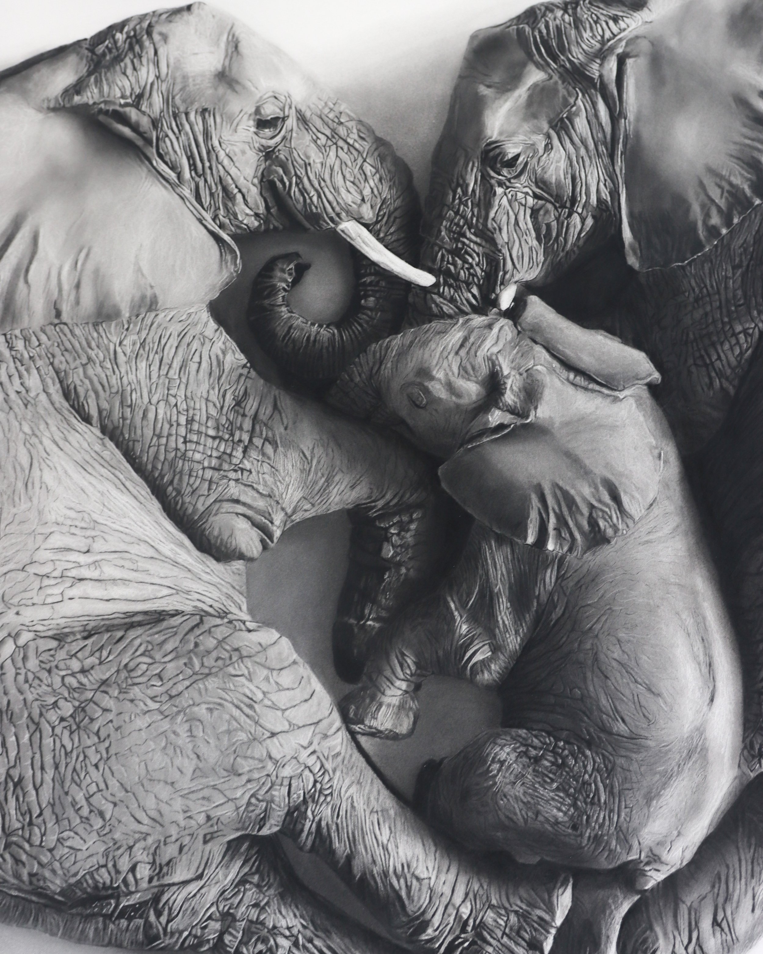 Close view of Lineage, a charcoal drawing of elephants by Rob Harris