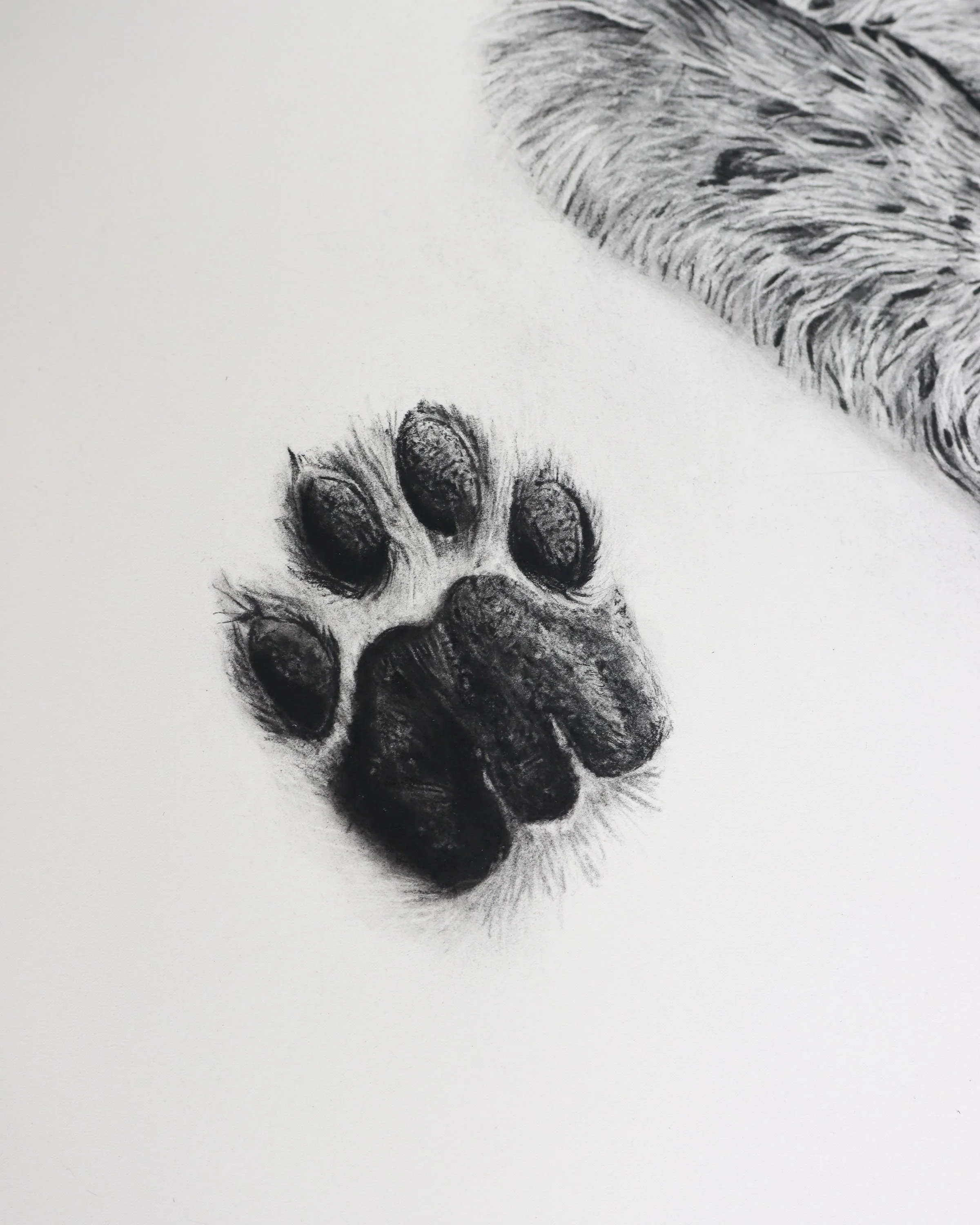 Lion paw RH.jpg