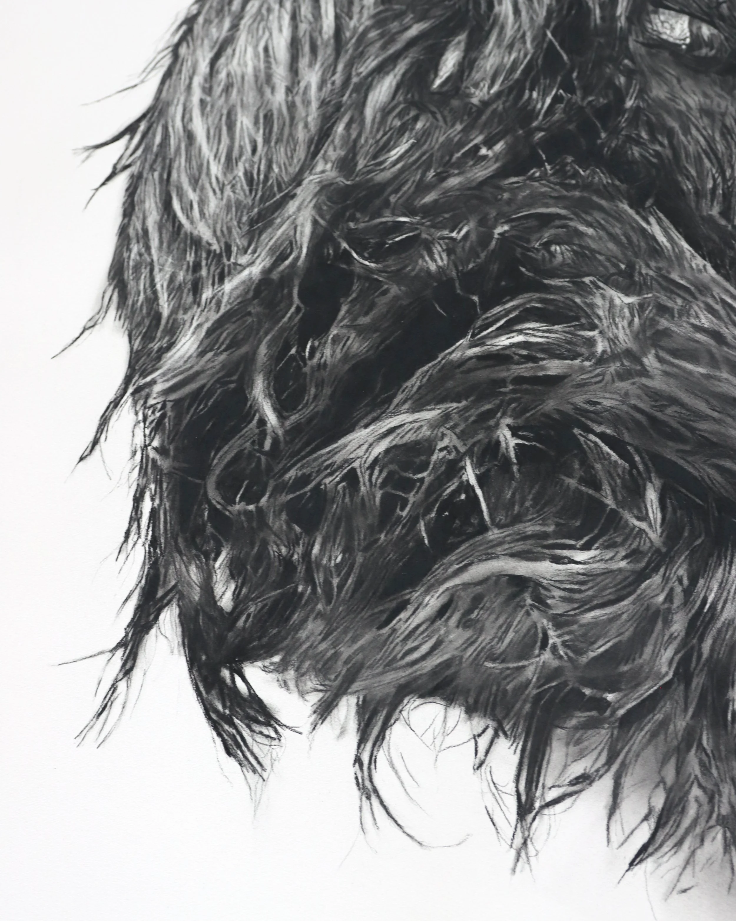 Close-up of orangutan fur, texture and charcoal marks in Rob Harris’s Within