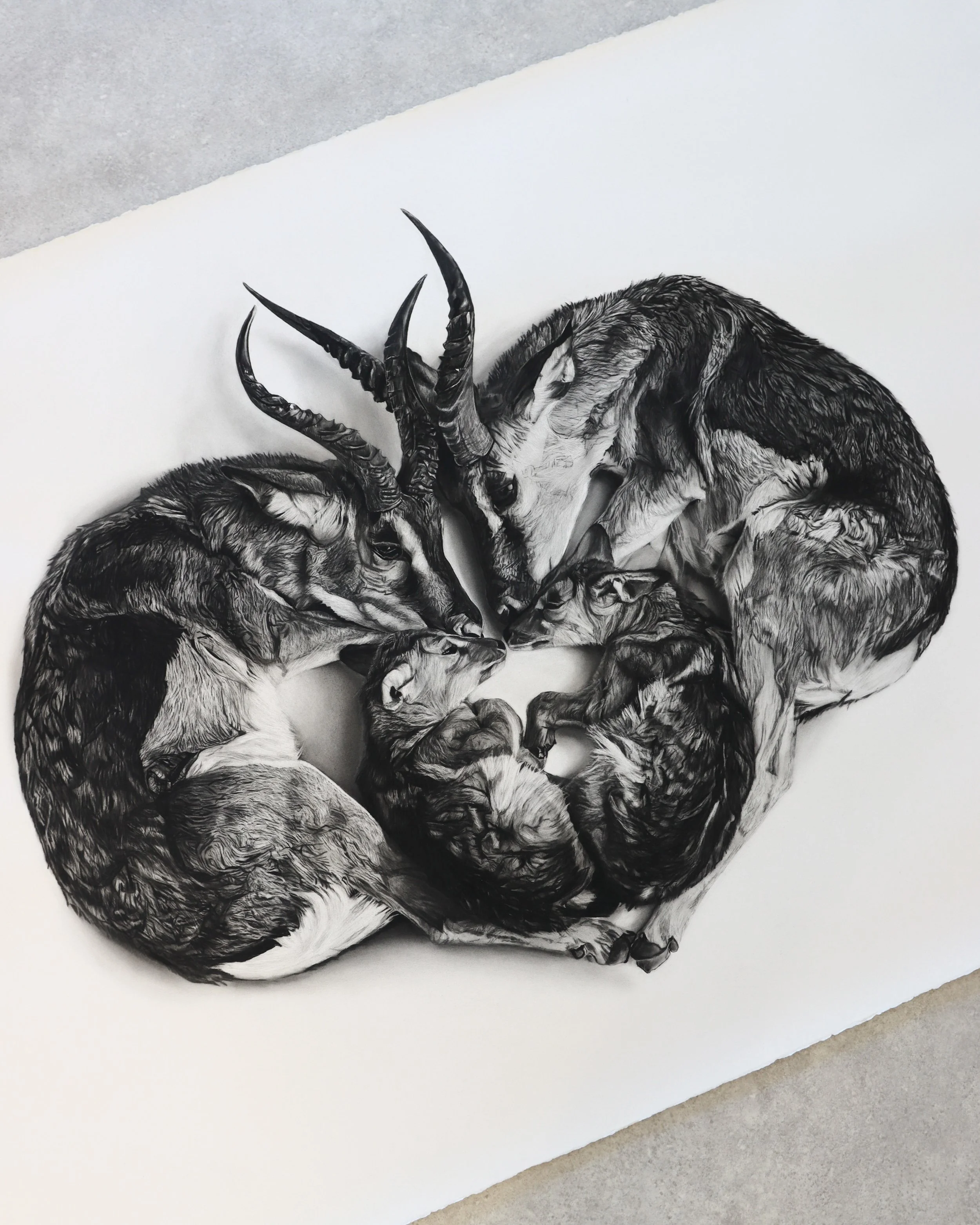 Close view of Vigil, a sculptural charcoal drawing of springboks by Rob Harris Art