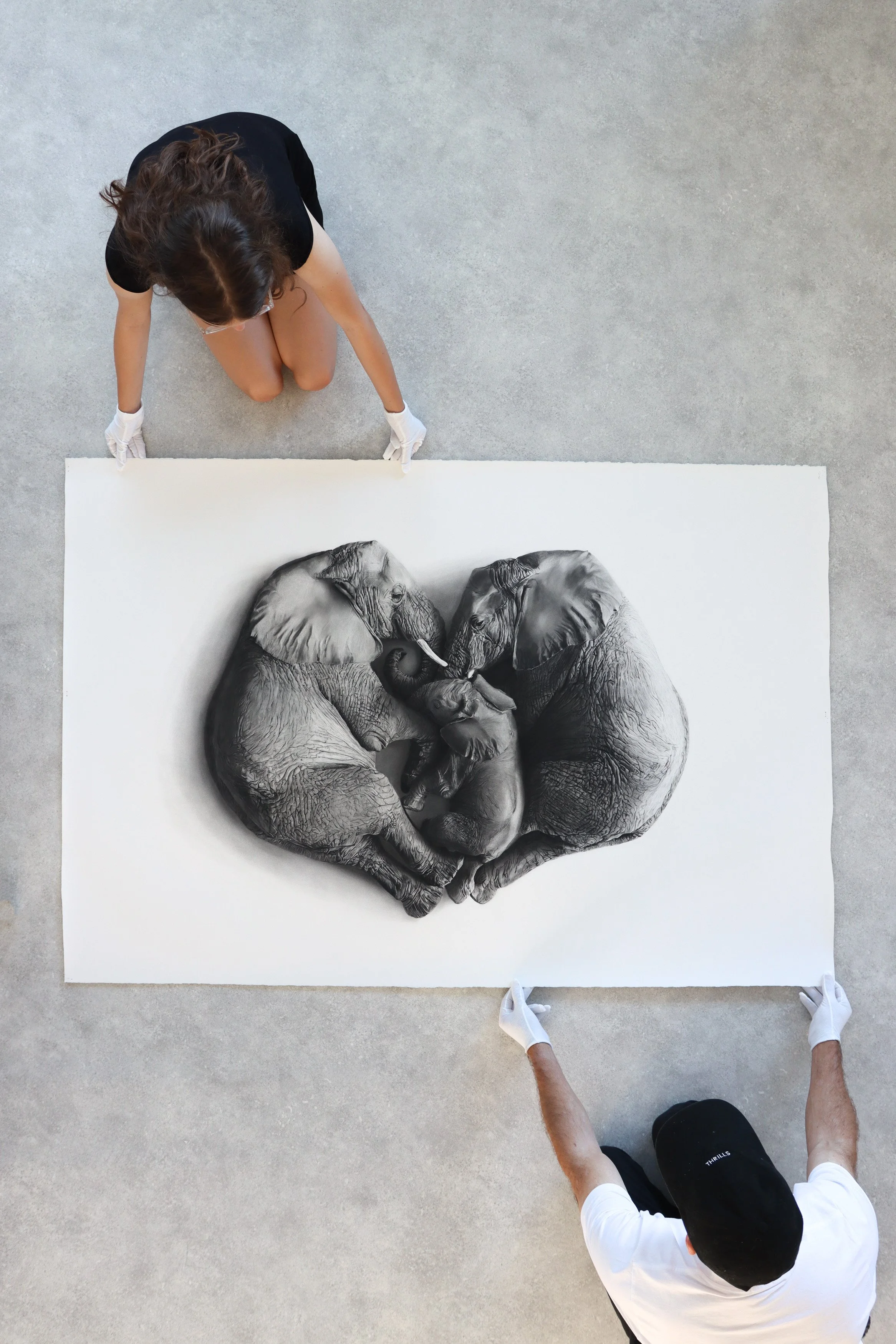 Large elephant drawing rob Harris art