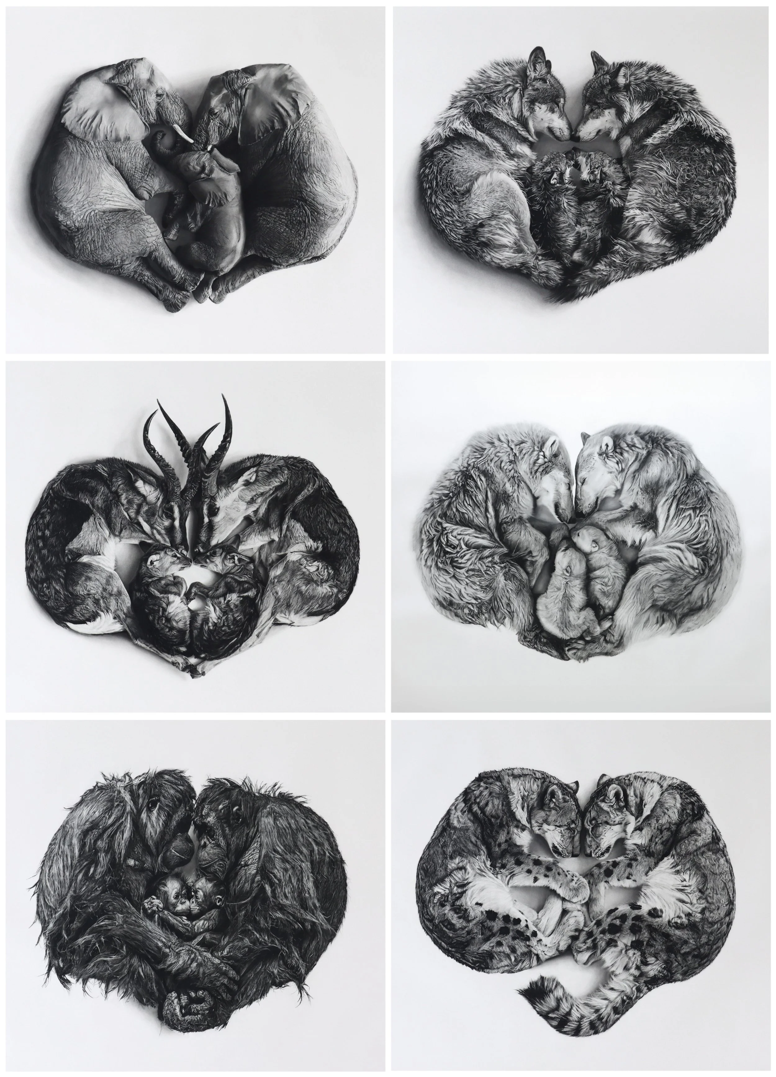 Six Wild Hearts Drawings together by Rob Harris Art