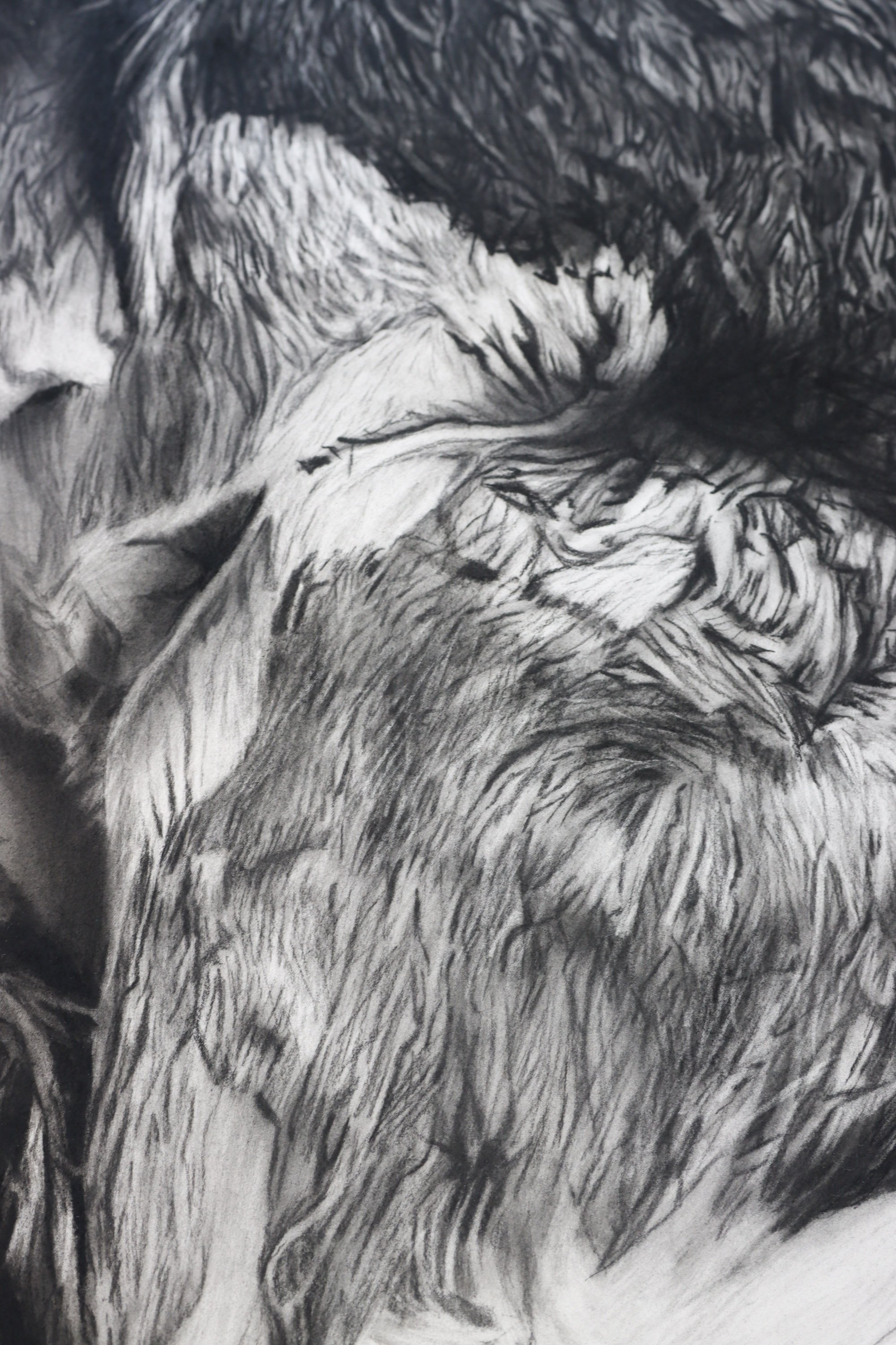 Close-up of springbok fur, horn, texture and charcoal marks in Rob Harris’s Vigil