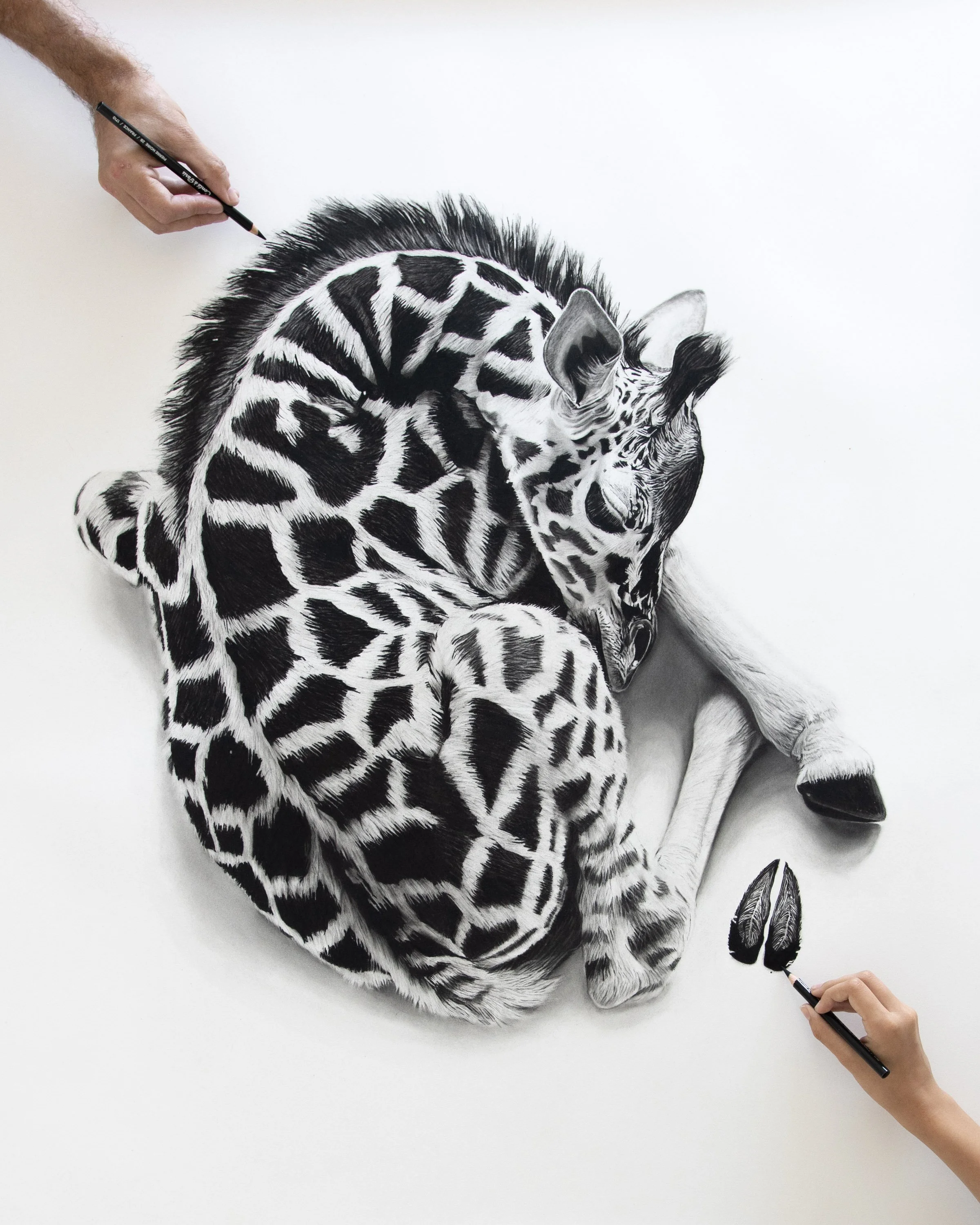 rob-harris-art-story-charcoal-baby-paws-1.jpg