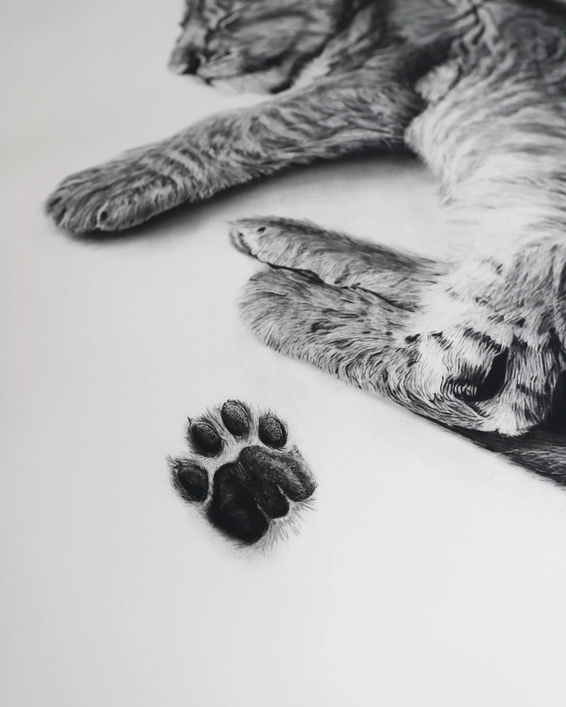 Lion Paw RH Art.jpg