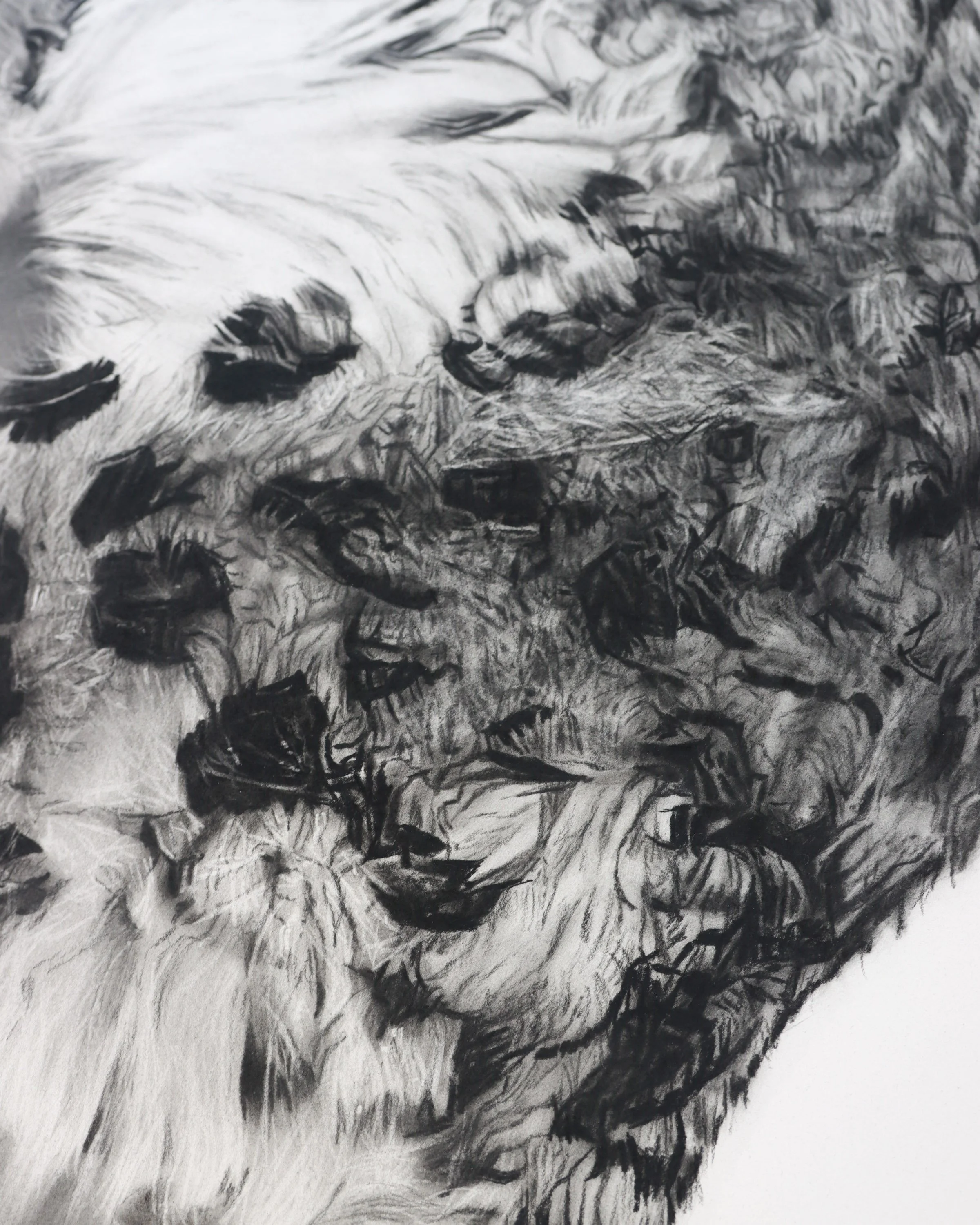 Close-up of snow leopard fur, texture and charcoal marks in Rob Harris’s Ghosts