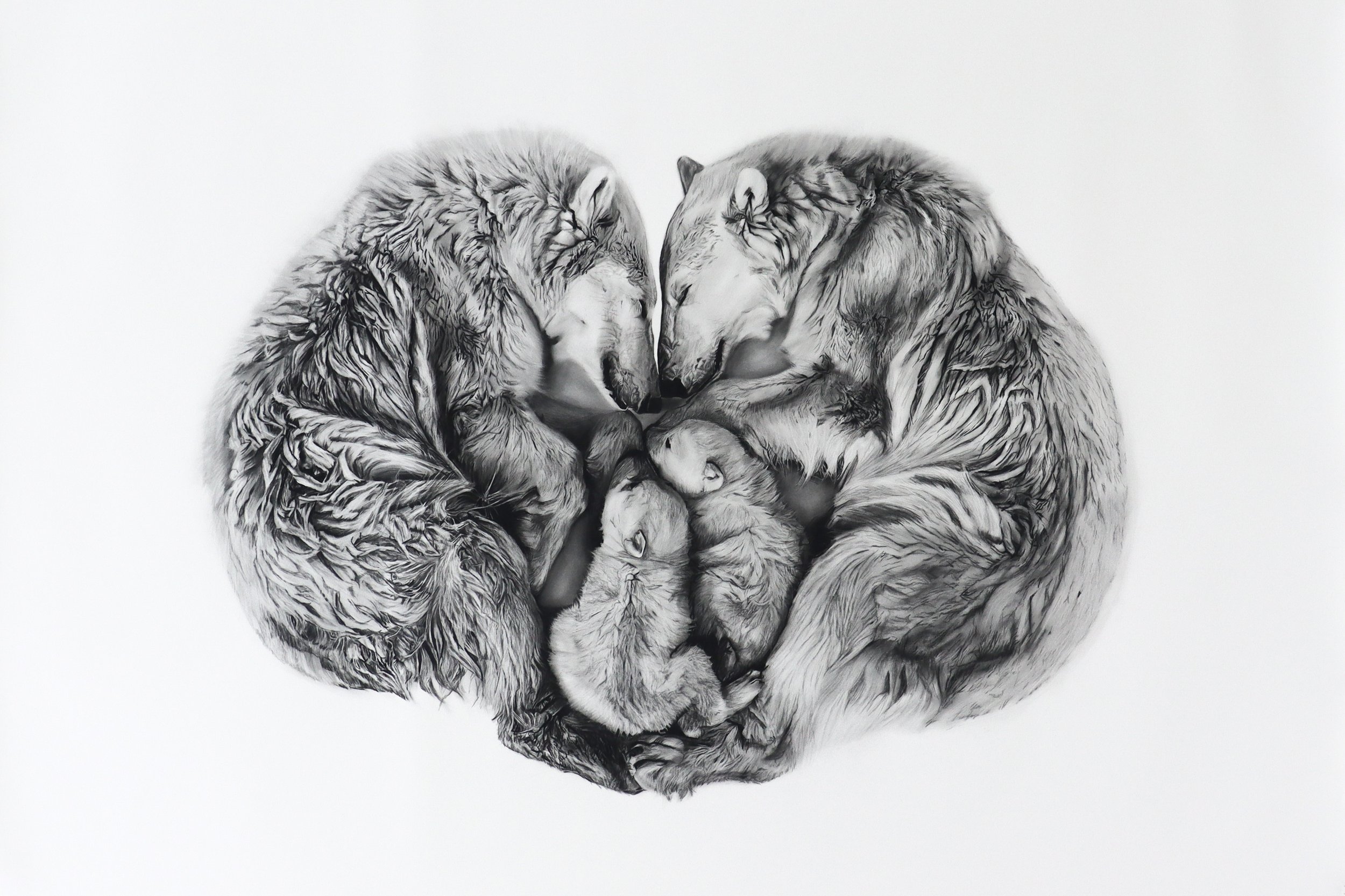 Refuge charcoal drawing by Rob Harris showing polar bears forming a sheltered composition