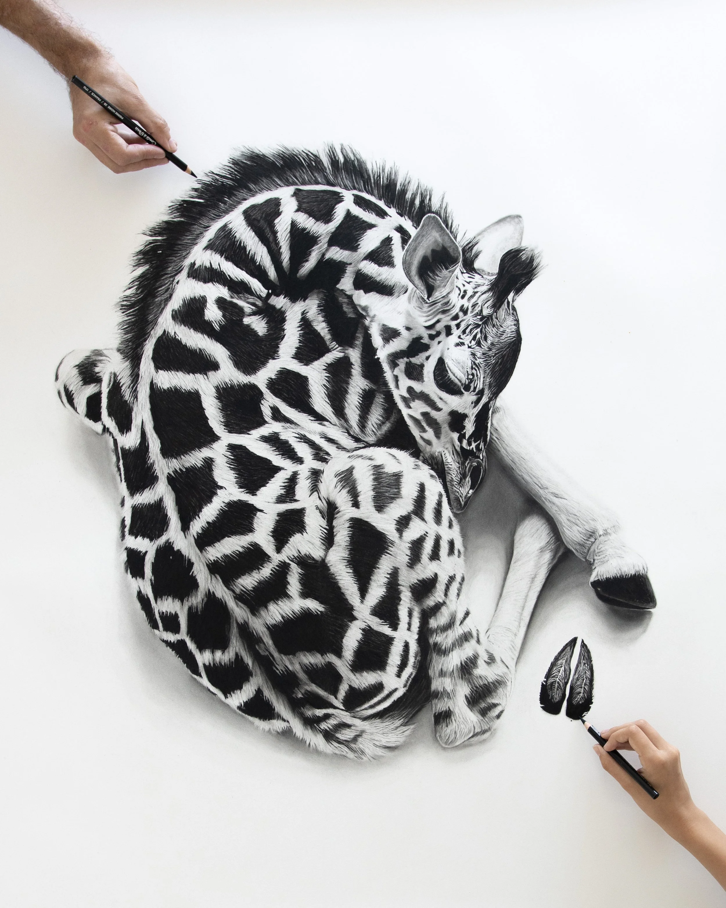 Baby paws Giraffe Rob Harris Art