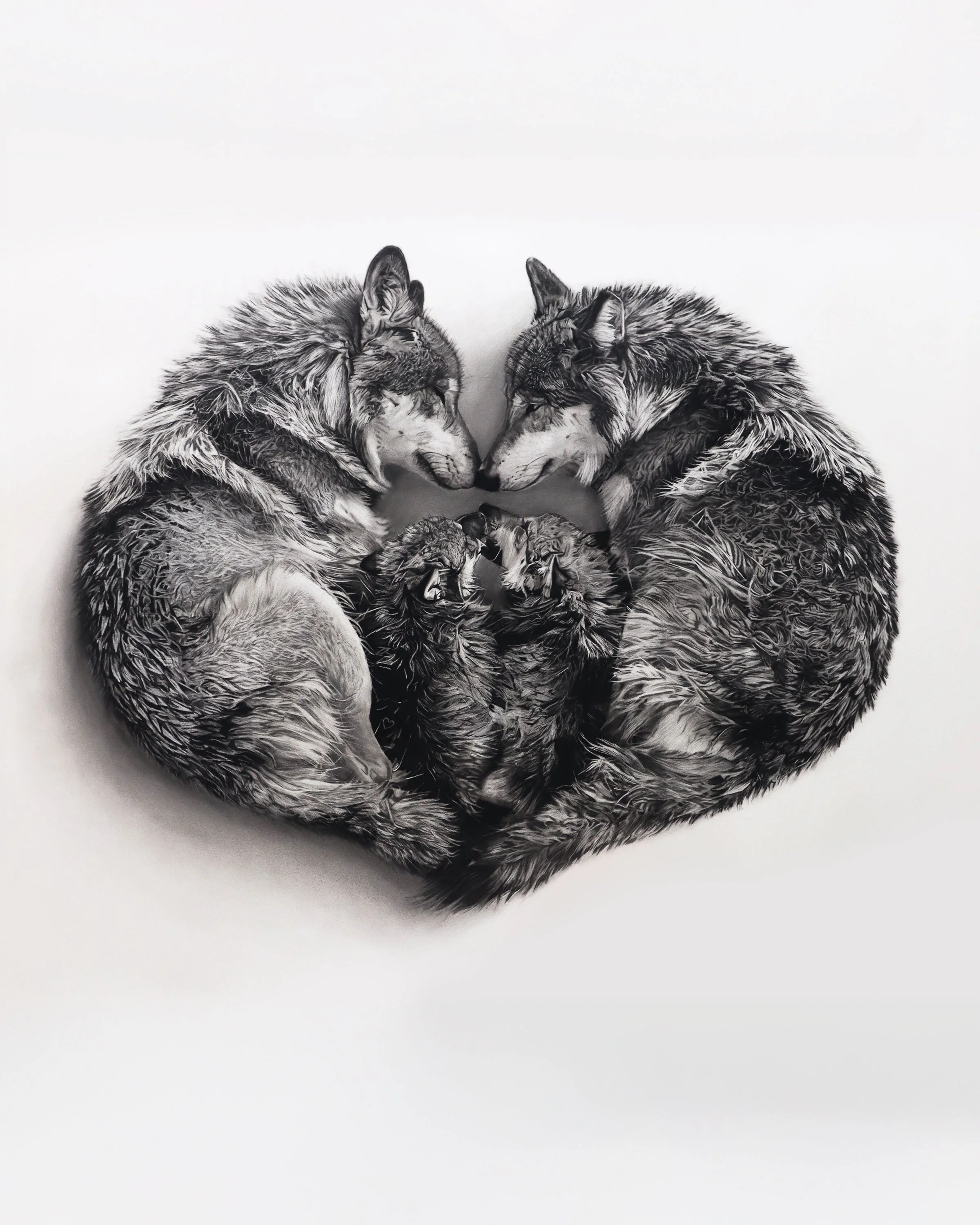 Wild Hearts Wolves by Rob Harris Art, charcoal drawing of wolf family