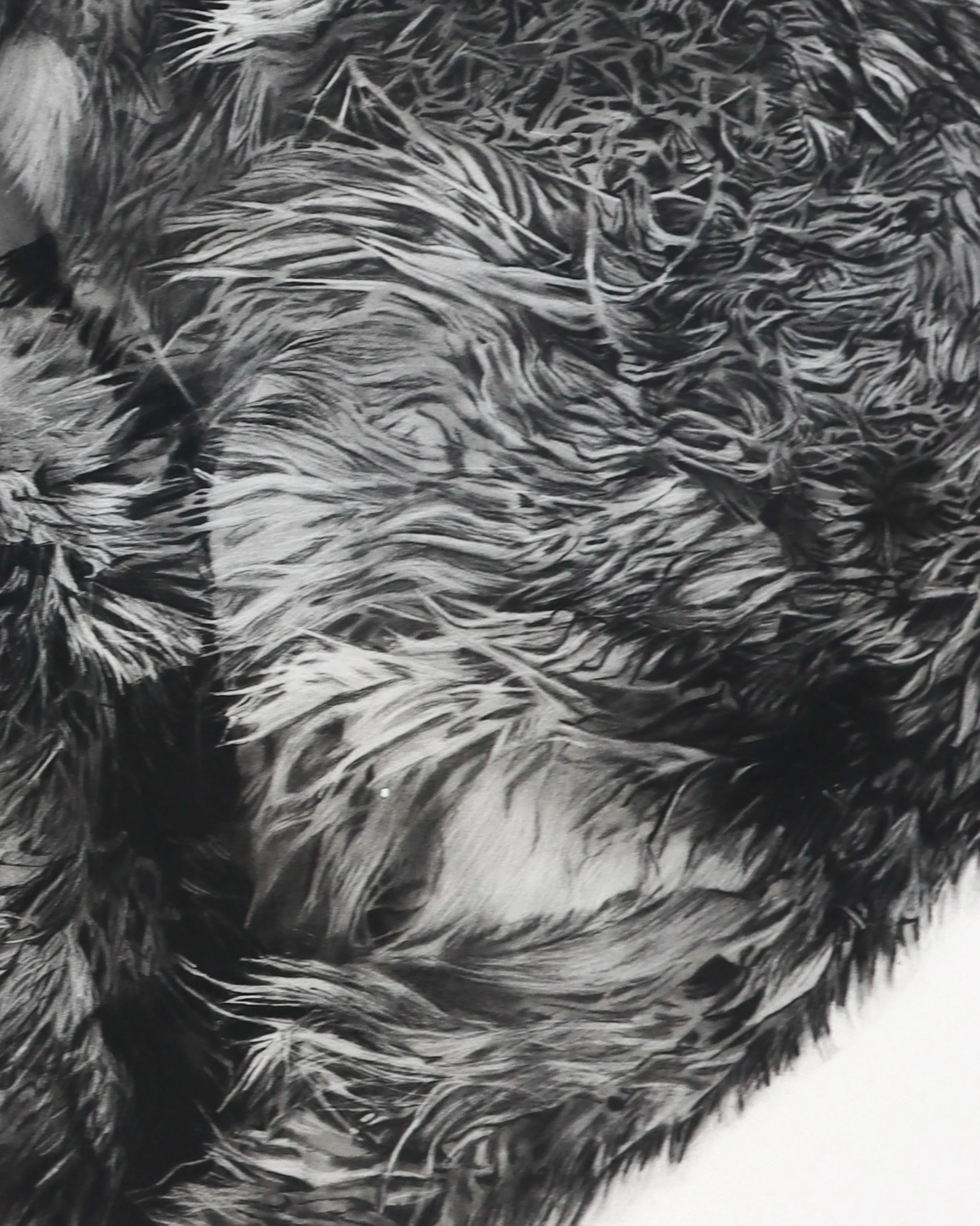 Close-up of wolf fur, texture and charcoal marks in Rob Harris’s Sanctum