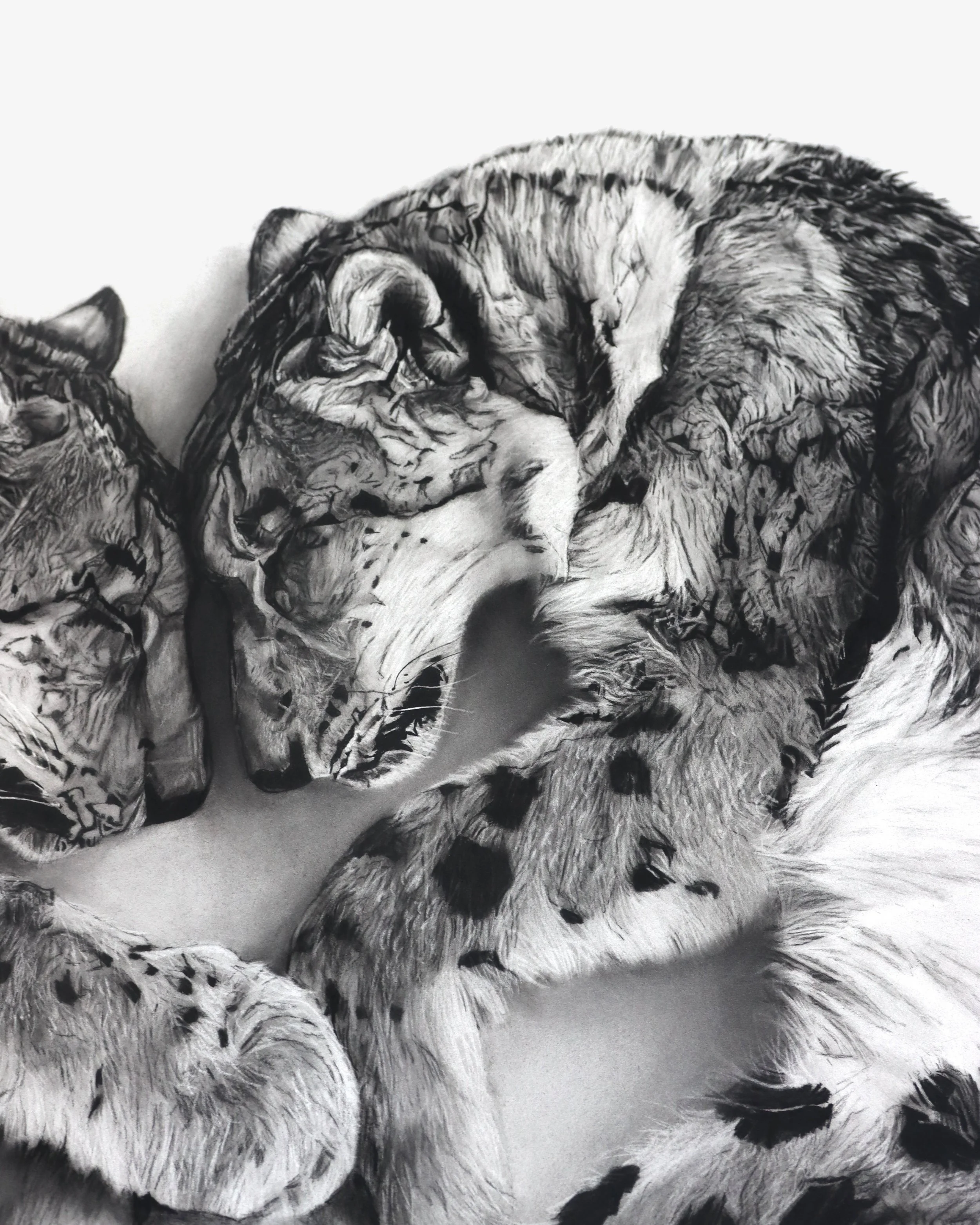 Close up of Ghosts faces, a sculptural charcoal drawing of two snow leopards by Rob Harris