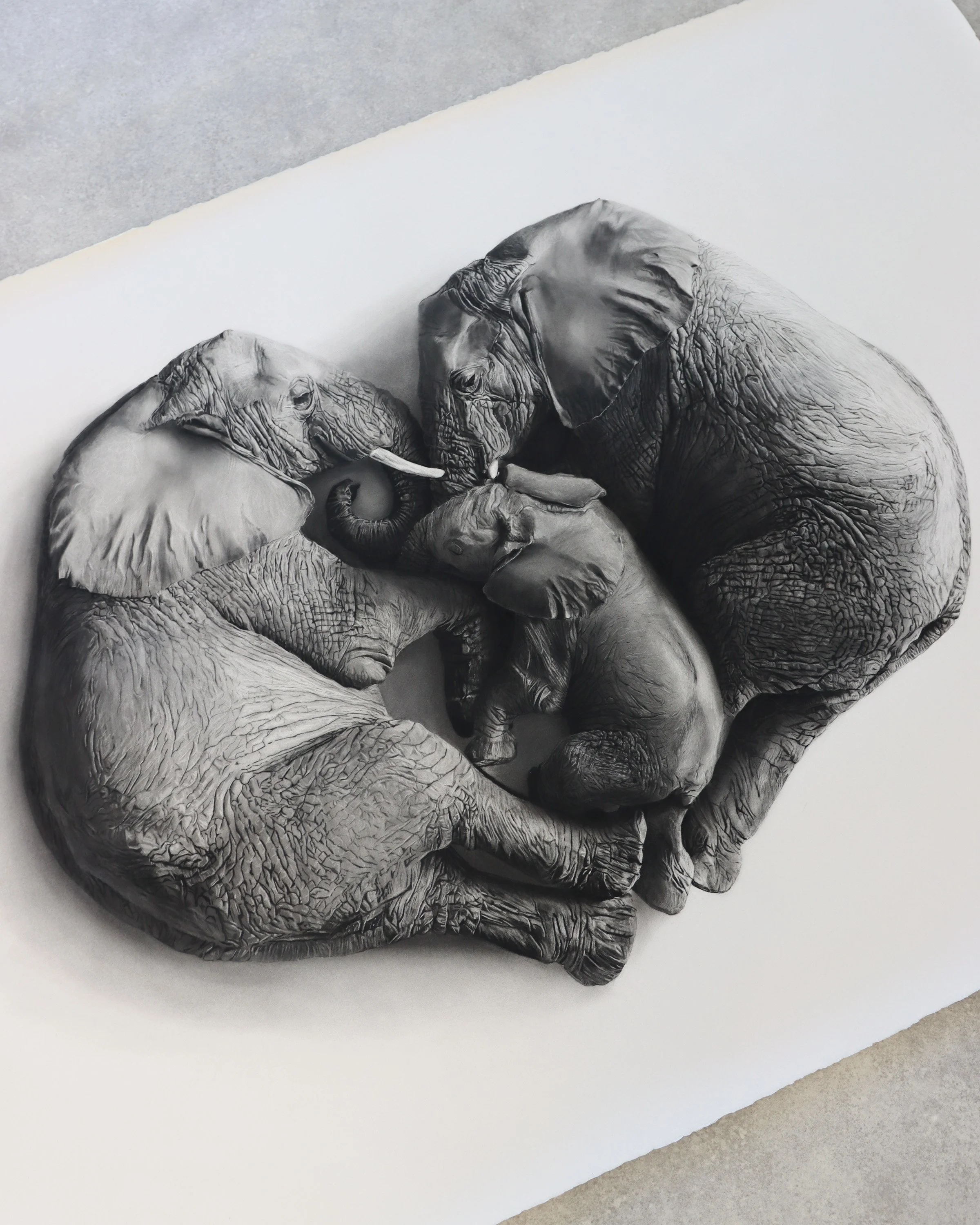 Elephant drawing close up Rob Harris art