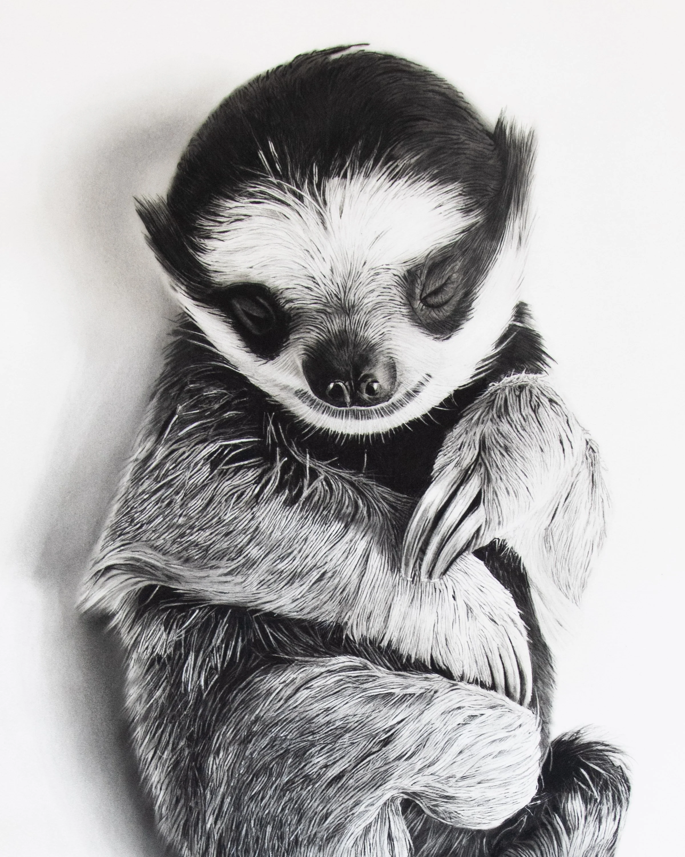 sloth-charcoal-baby-paws-face.jpg