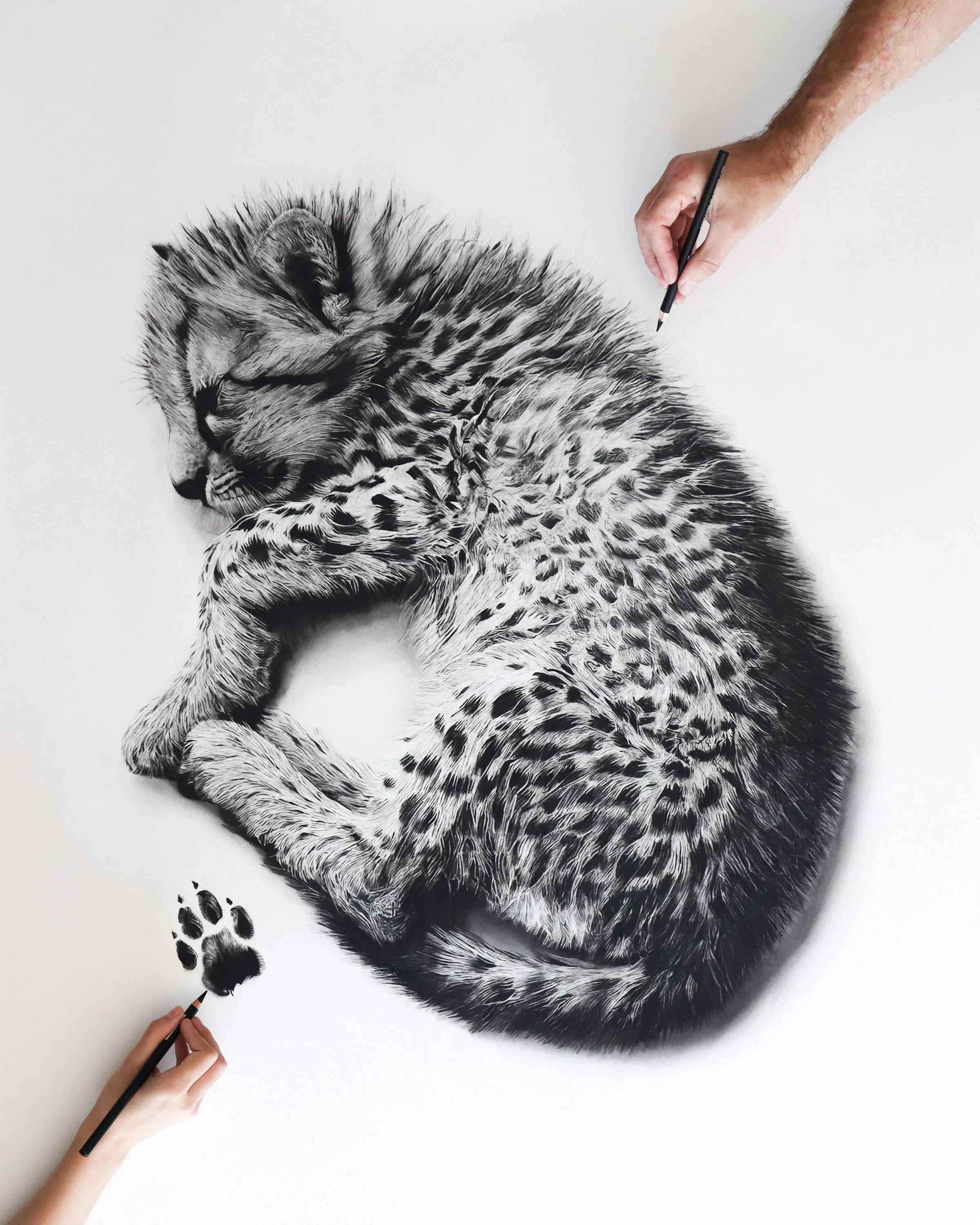 Rob-Harris-Art-Stories-cheetah-final.jpg