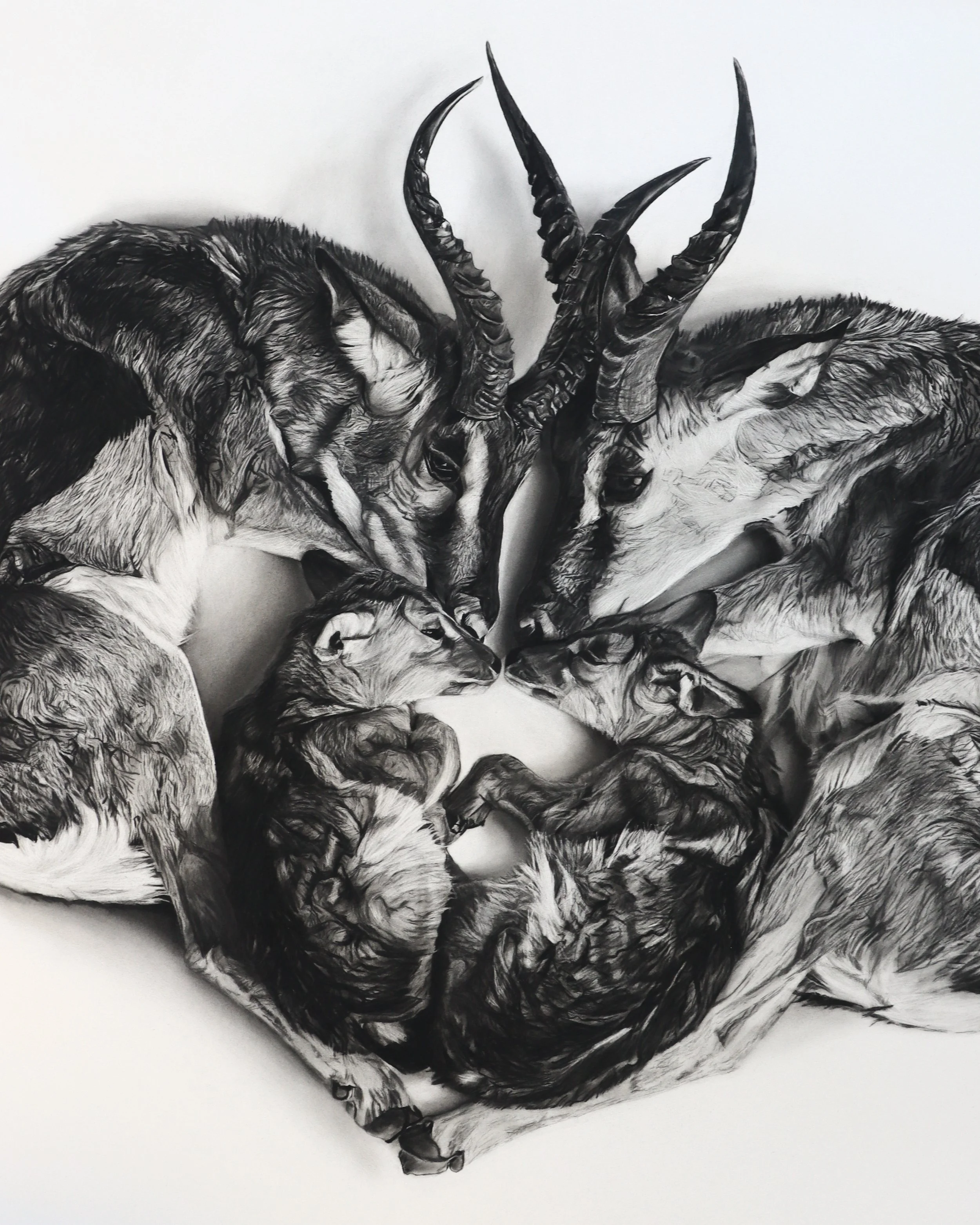 Angled image of charcoal drawing by Rob Harris of Springboks