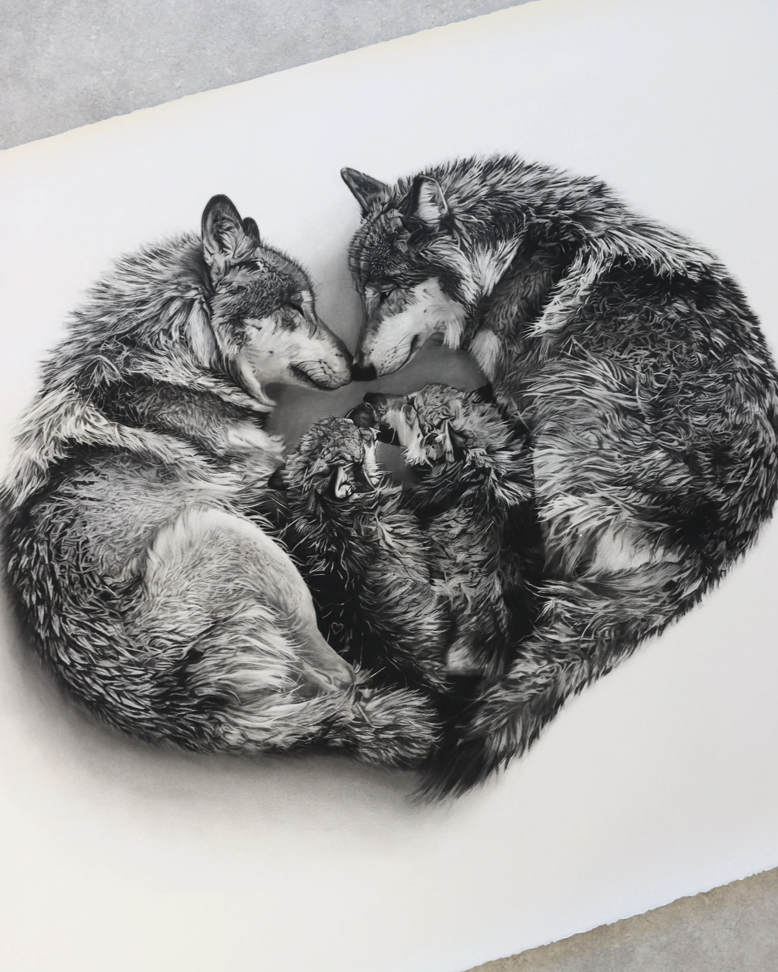Close view of Sanctum, a sculptural charcoal drawing of wolves by Rob Harris Art