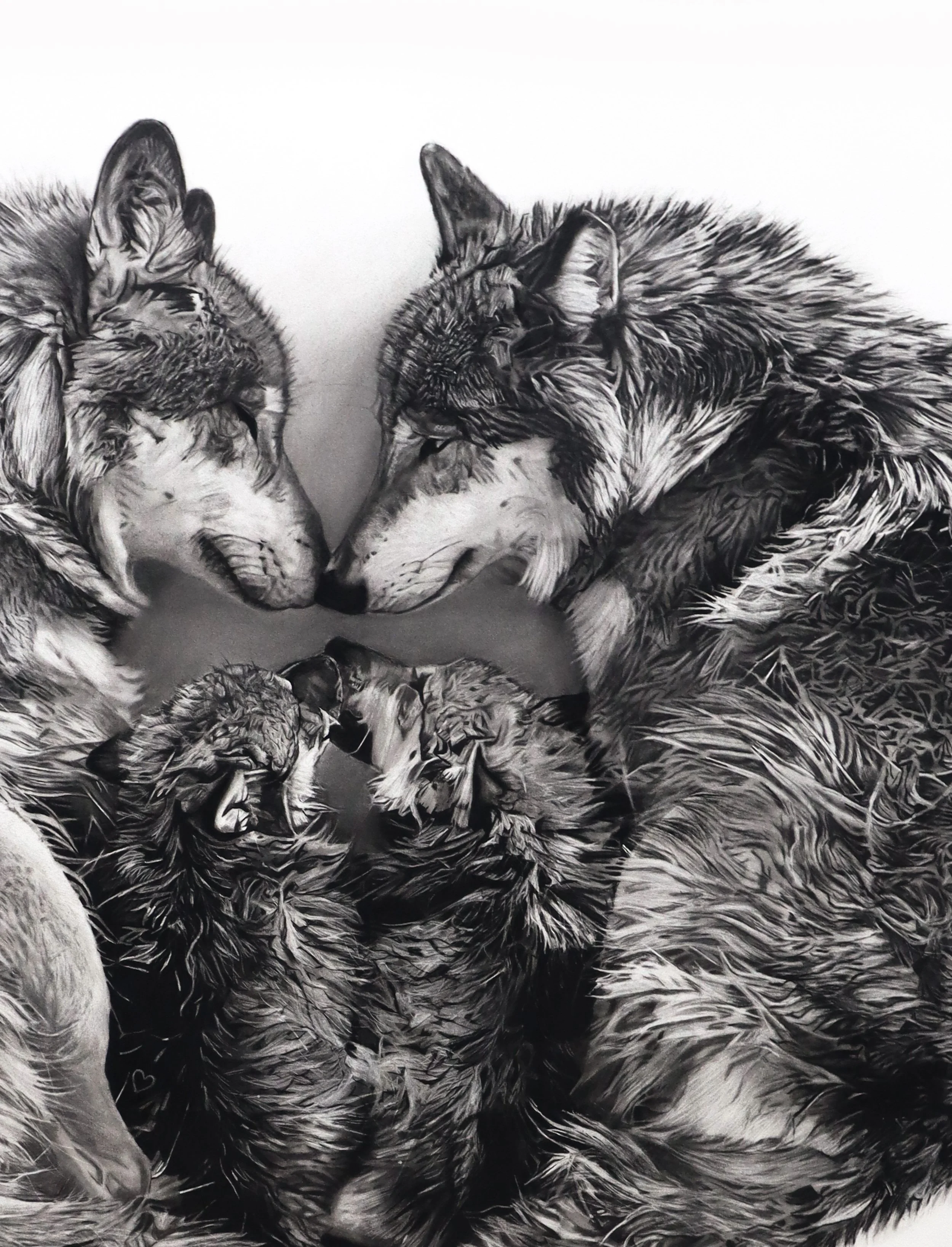 Close up of Sanctum, a charcoal drawing of wolves by Rob Harris