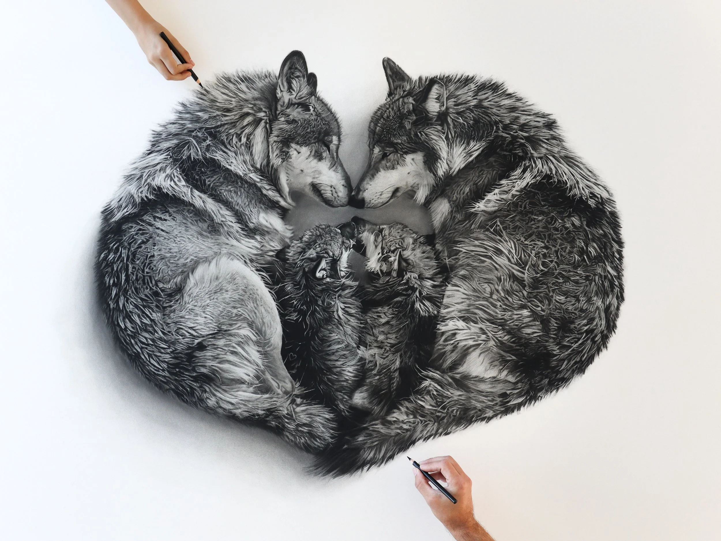Limited edition of Sanctum charcoal artwork by Rob Harris Art