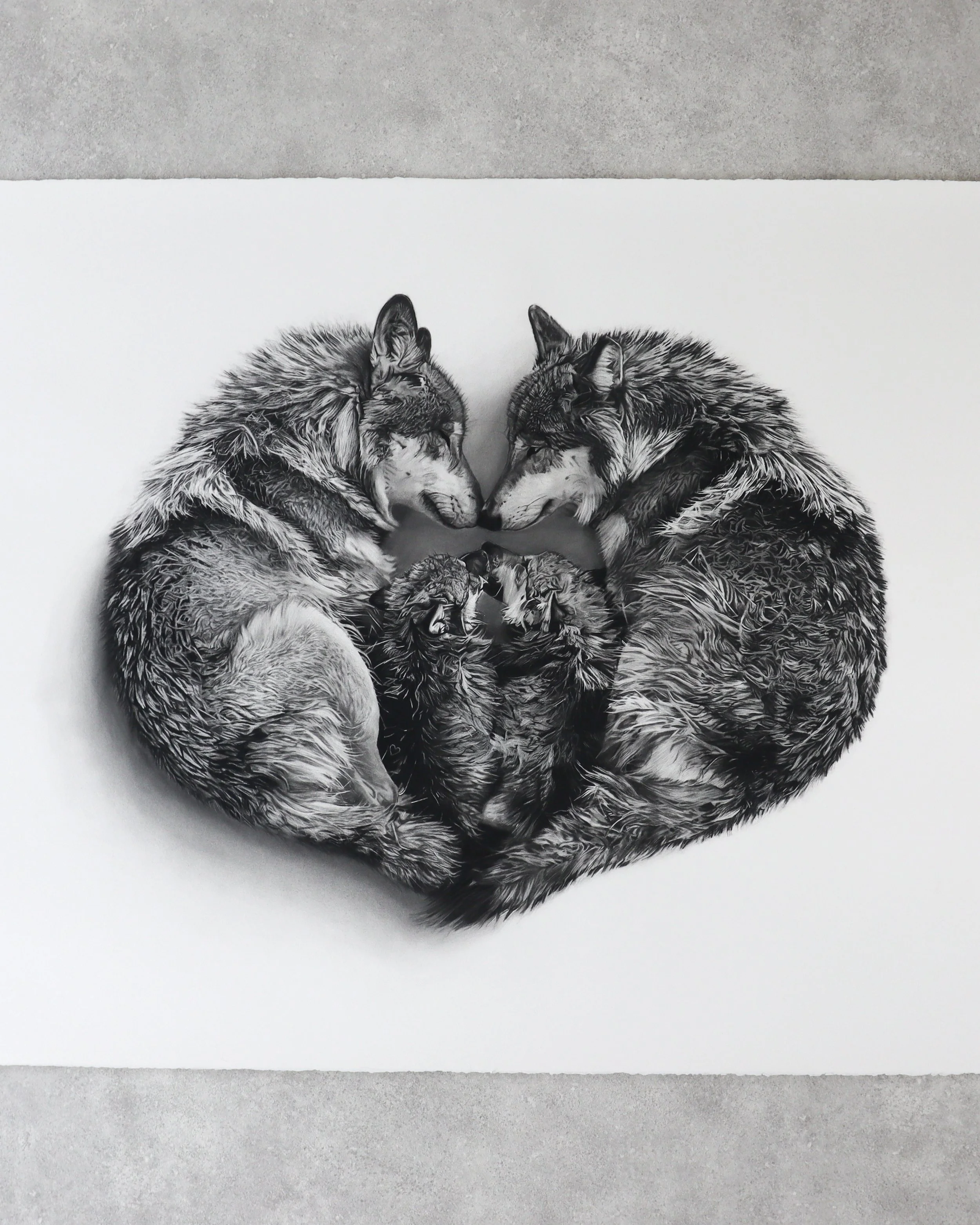 A charcoal drawing by Rob Harris Art of wolves gathered around their young