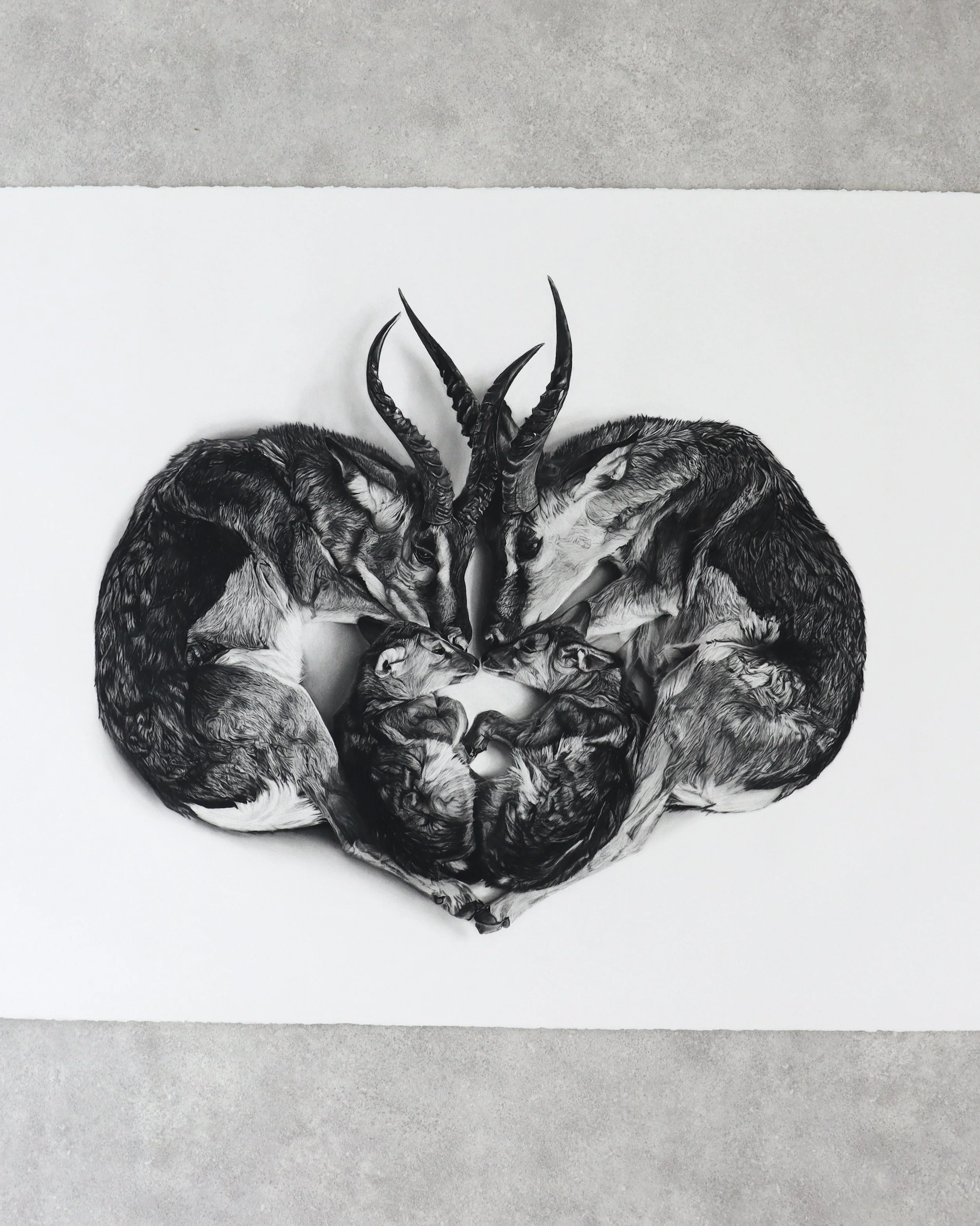 A charcoal drawing by Rob Harris Art of two adult springboks protecting their young