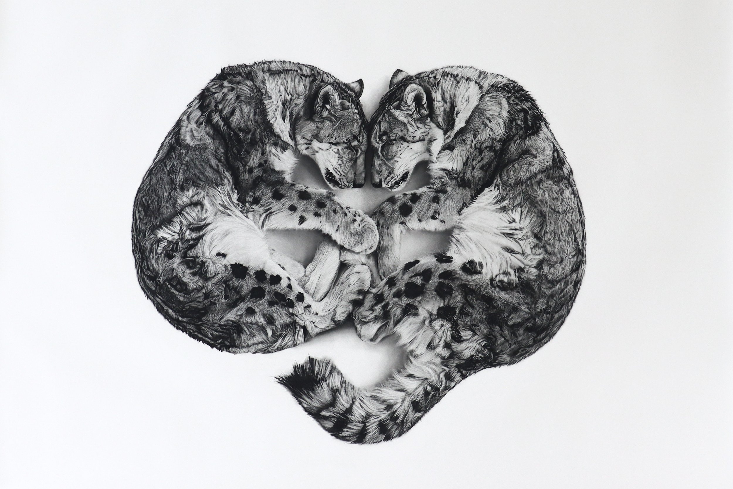 Ghosts, a charcoal drawing by Rob Harris of two snow leopards forming a quiet symmetrical composition