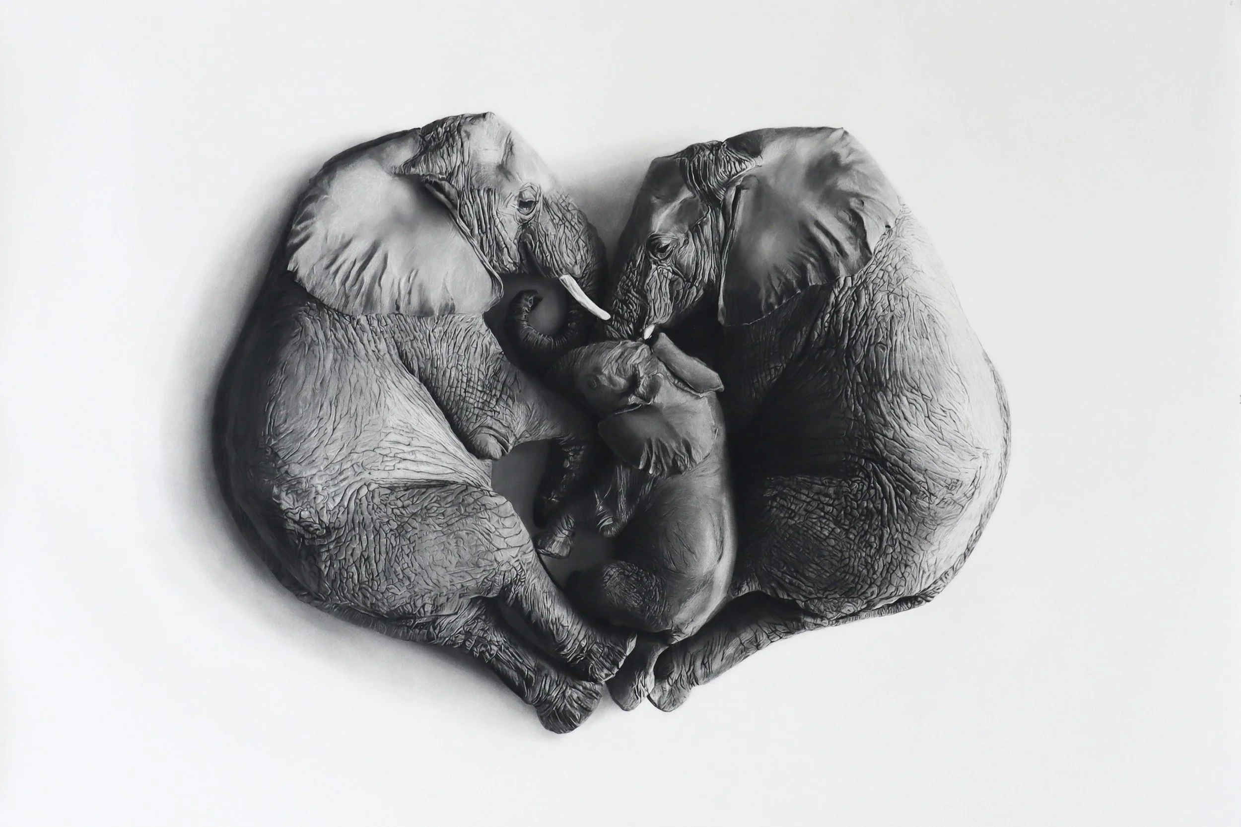 Lineage, a charcoal drawing by Rob Harris of two elephants protecting their calf