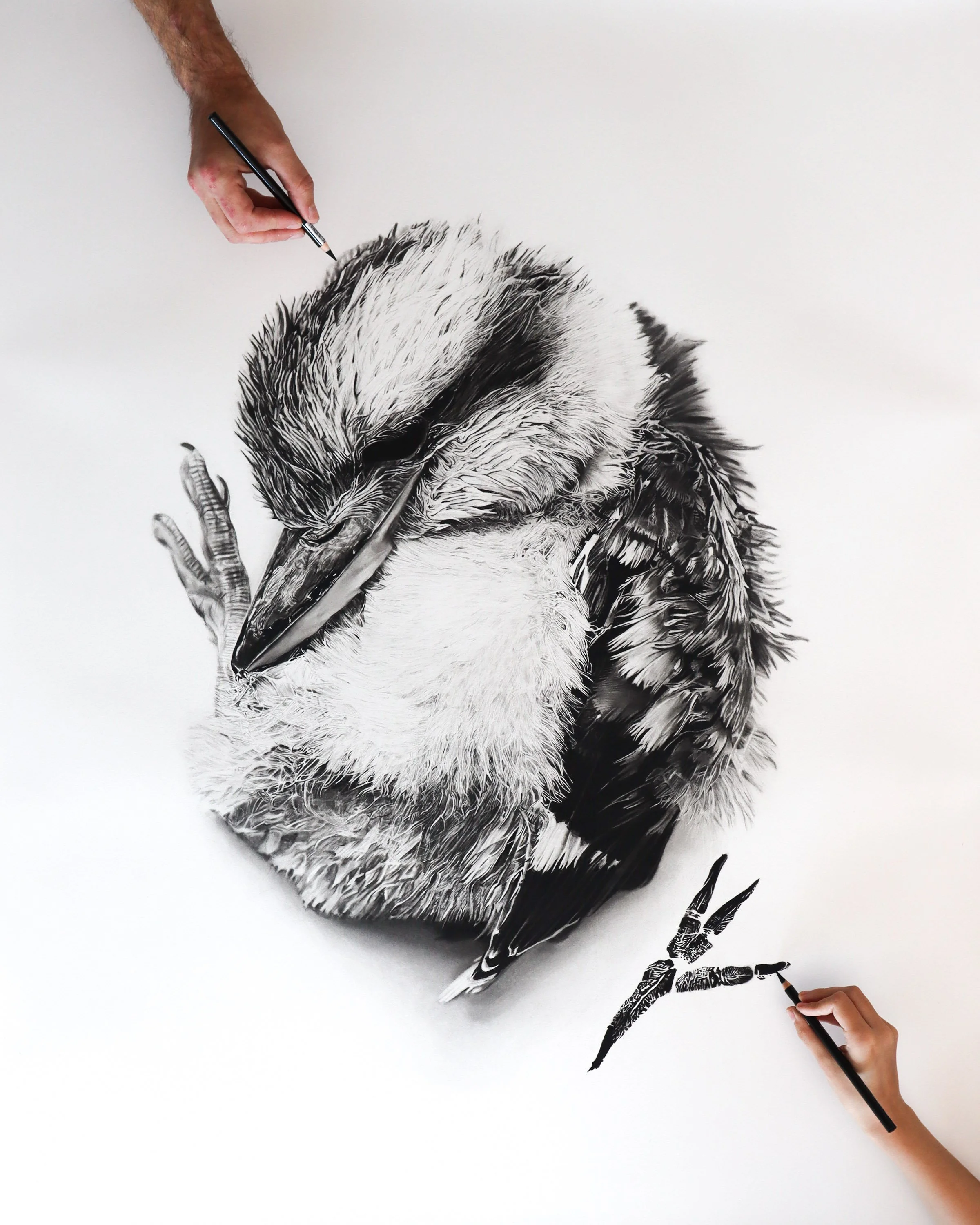 kookabura-charcoal-baby-paws-detail-2.jpg