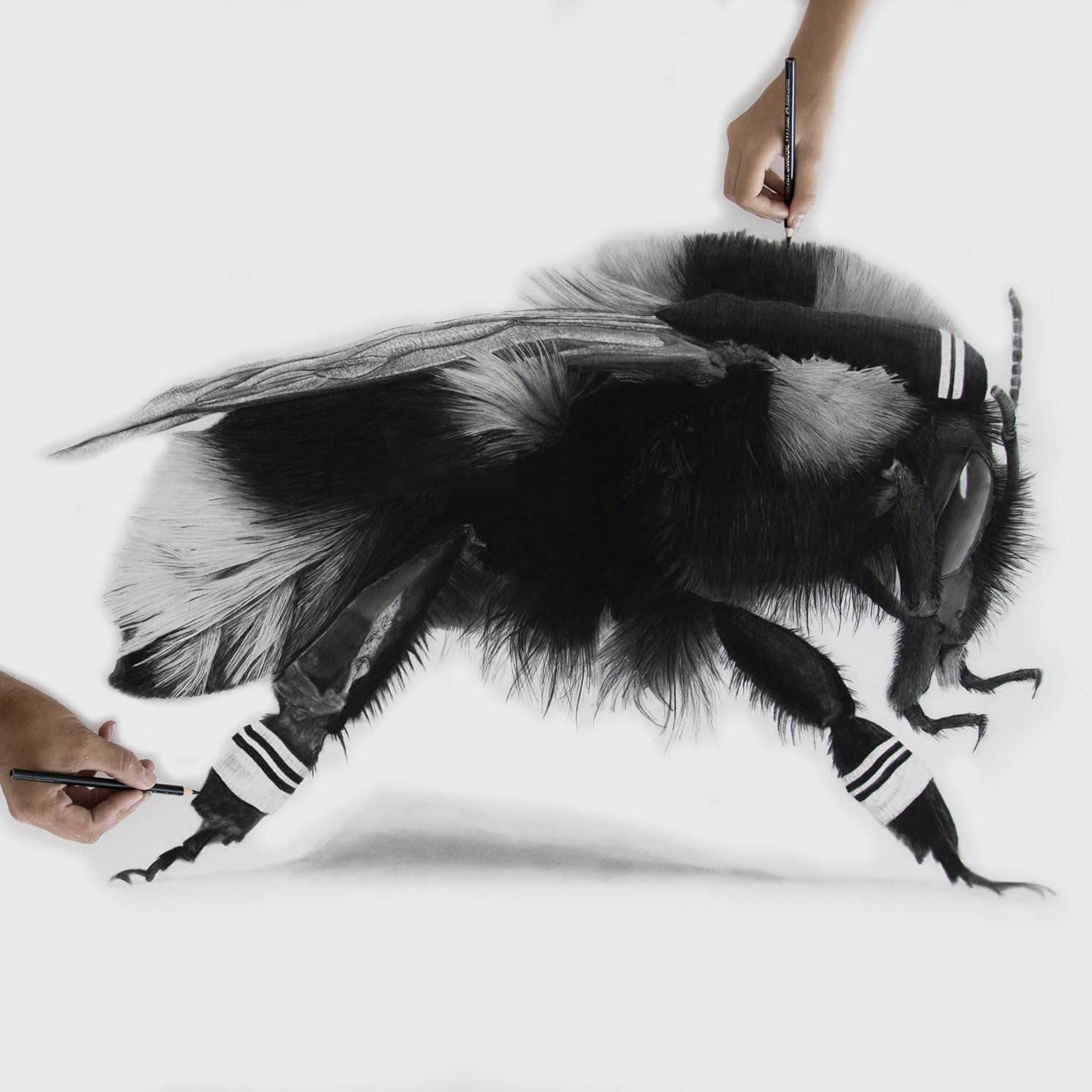 wildlife art.jpg
