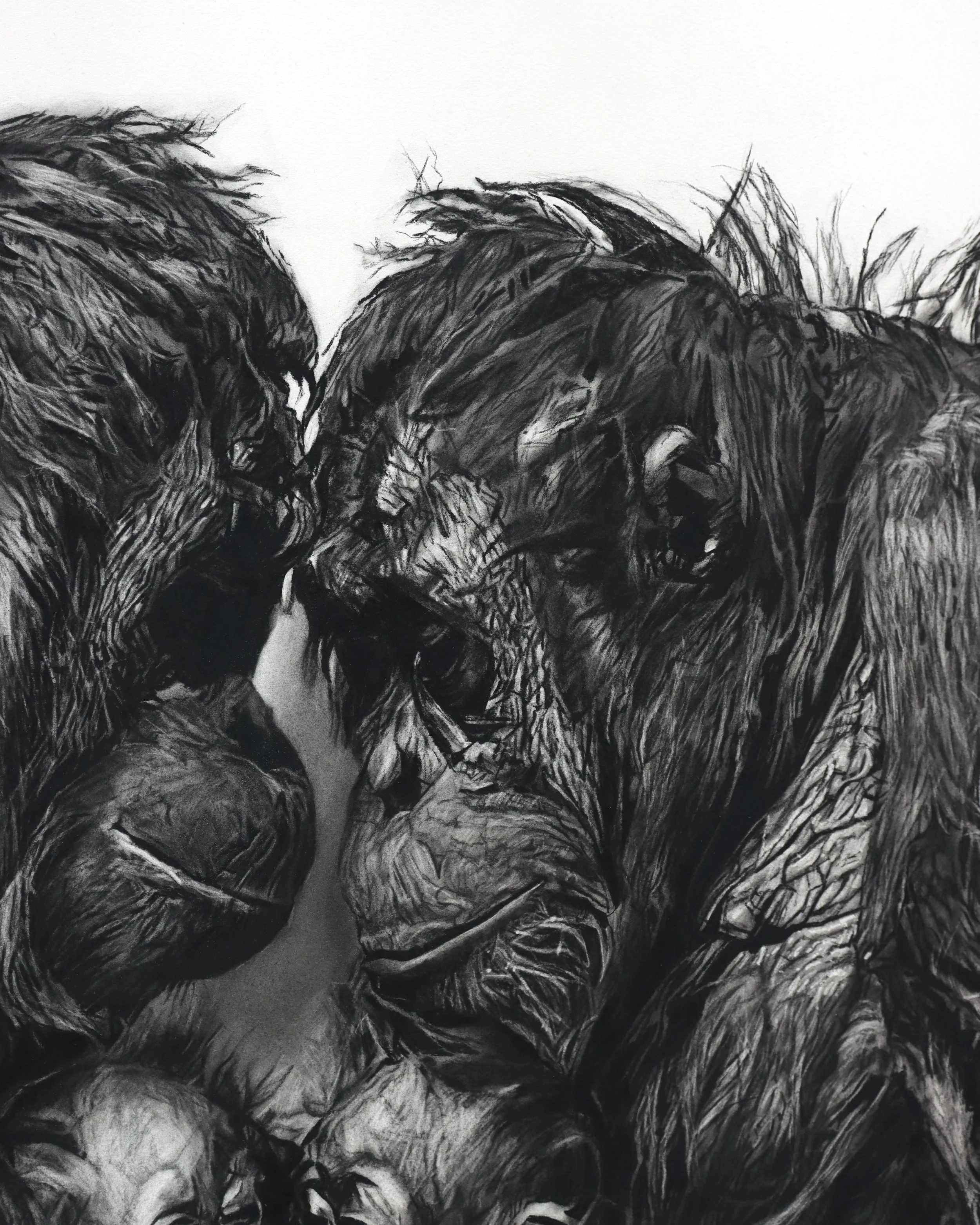 Close view of Orangutan faces charcoal drawing of orangutans by Rob Harris