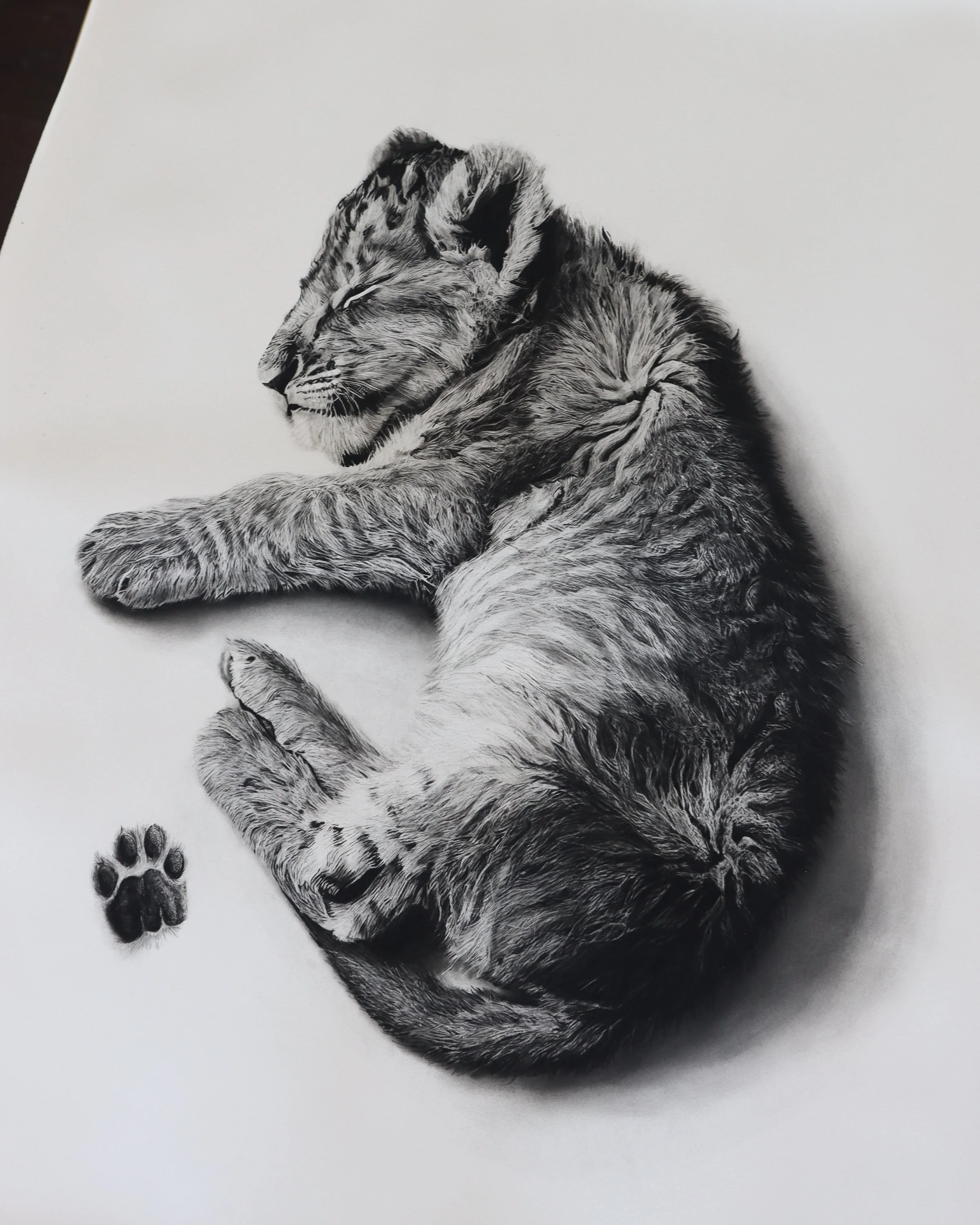 Lion Baby Paws.jpg