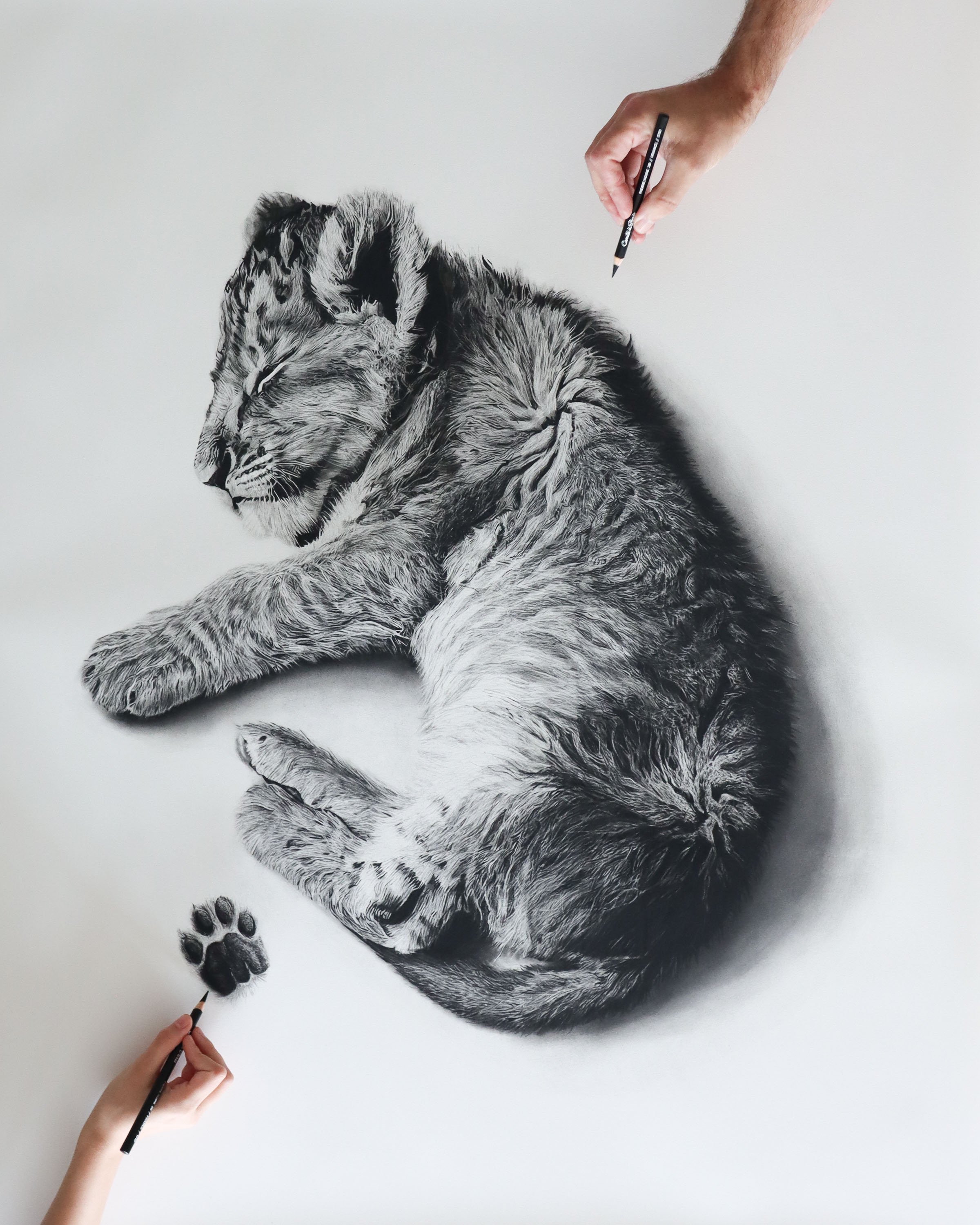 Baby Paws Lion Rob Harris.jpg