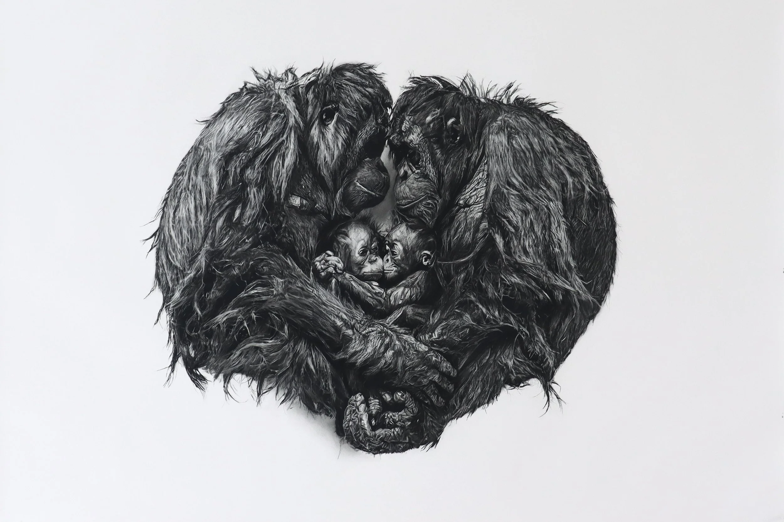 Within, a charcoal drawing by Rob Harris of orangutans gathered closely around their young