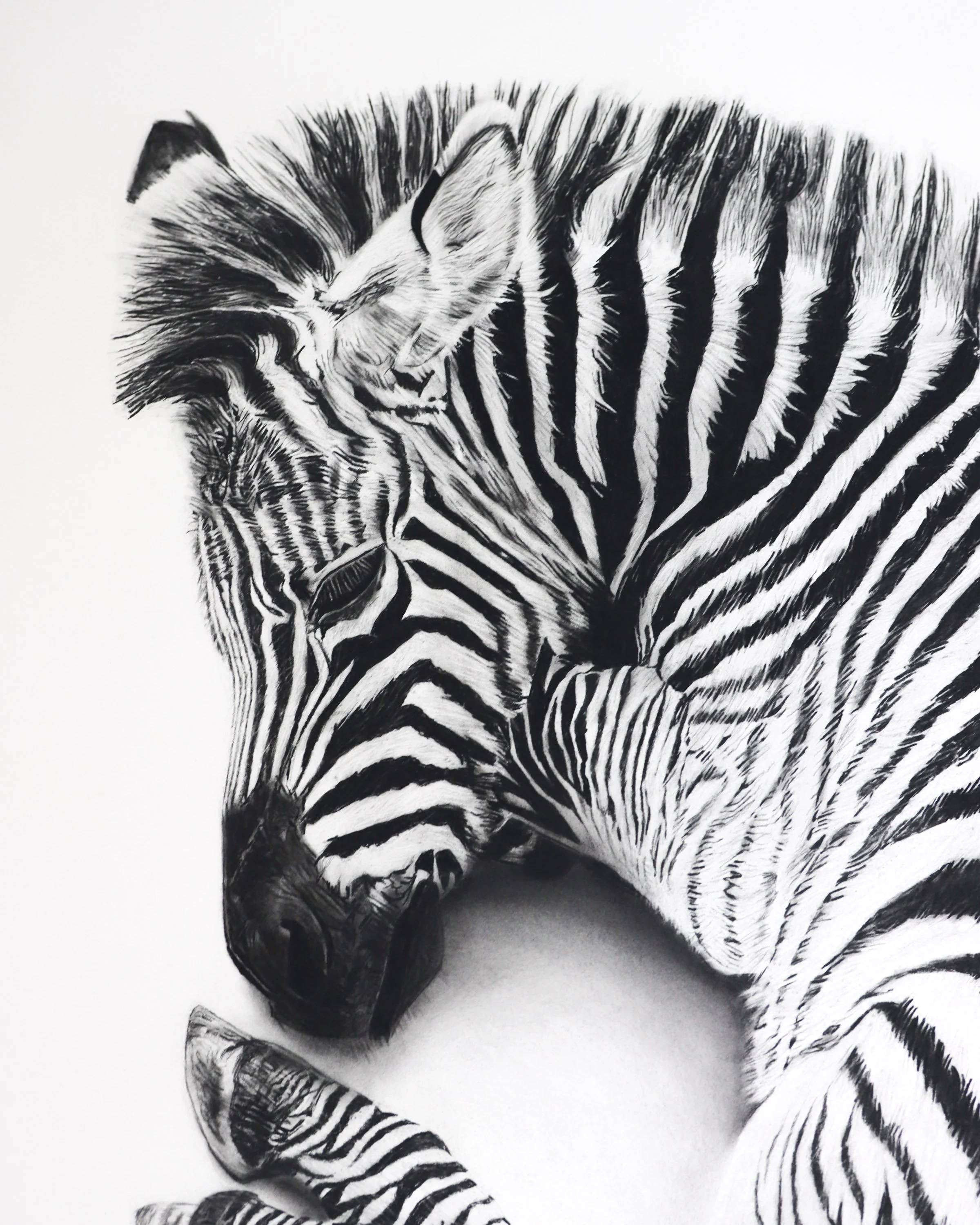 Rob-Harris-Art-Stories-zebra-close.jpg