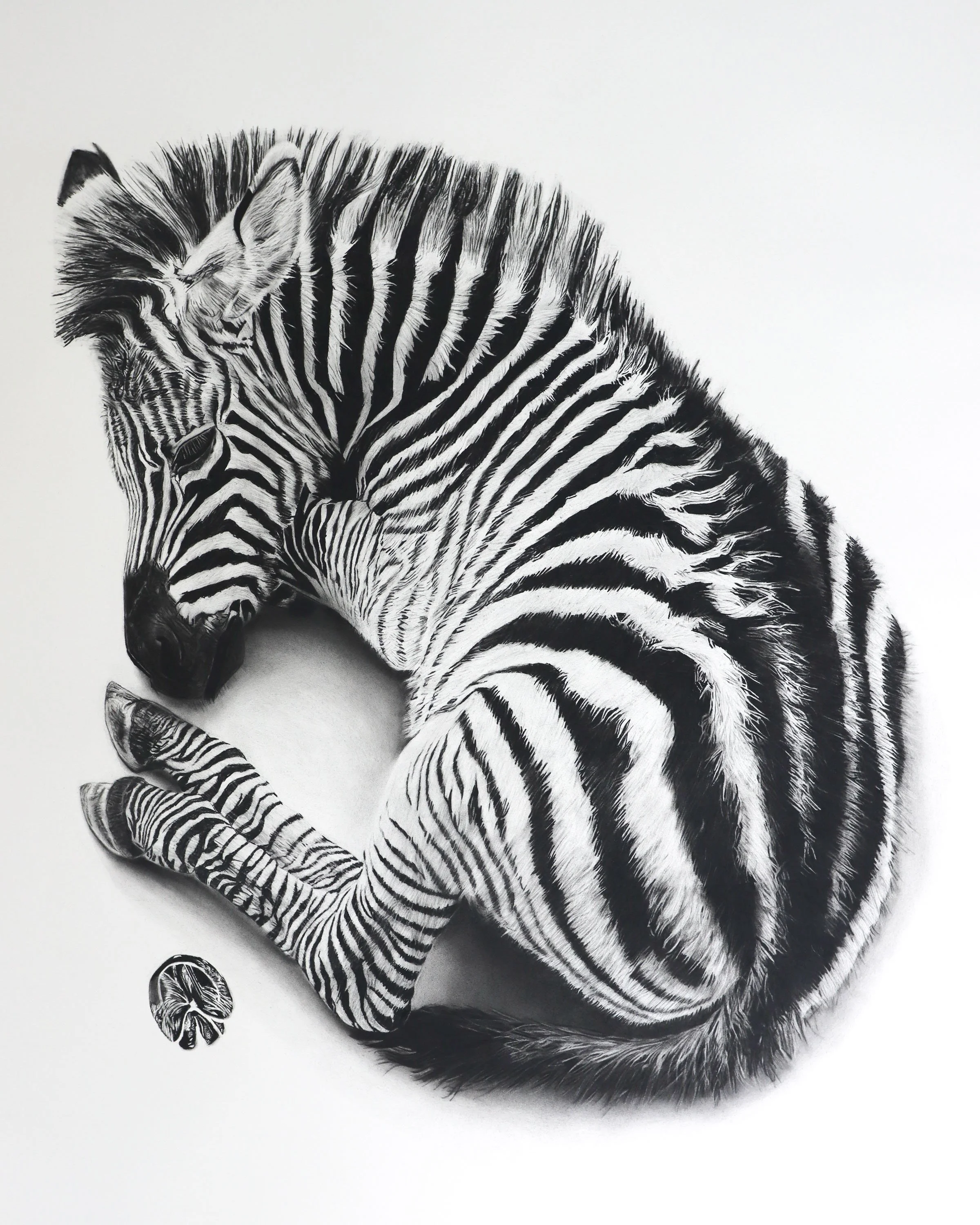 Rob Harris Art Zebra.jpg